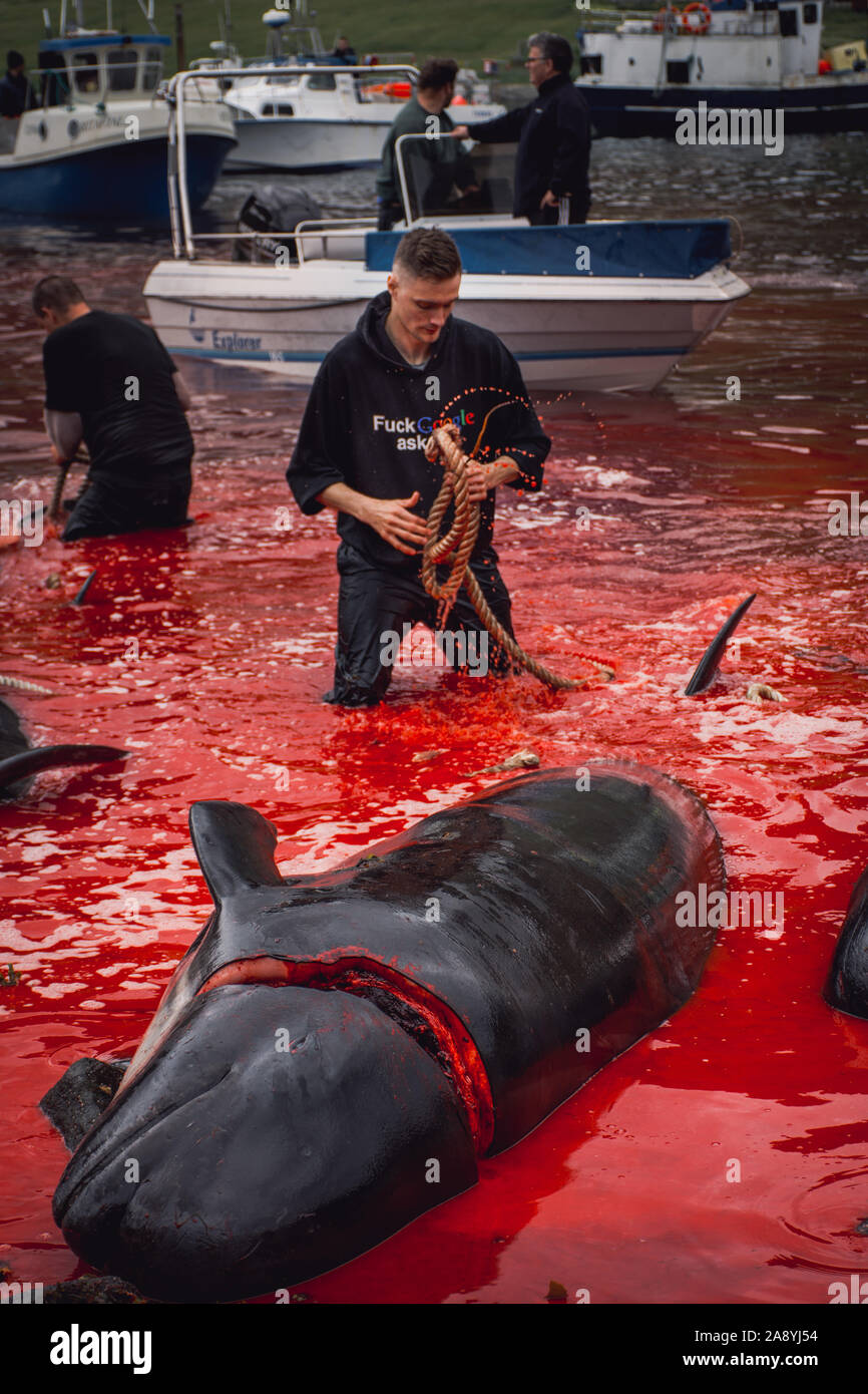 Grindadrap oder traditionelle Abschlachten von Grindwalen auf den Färöern, Dänemark Stockfoto