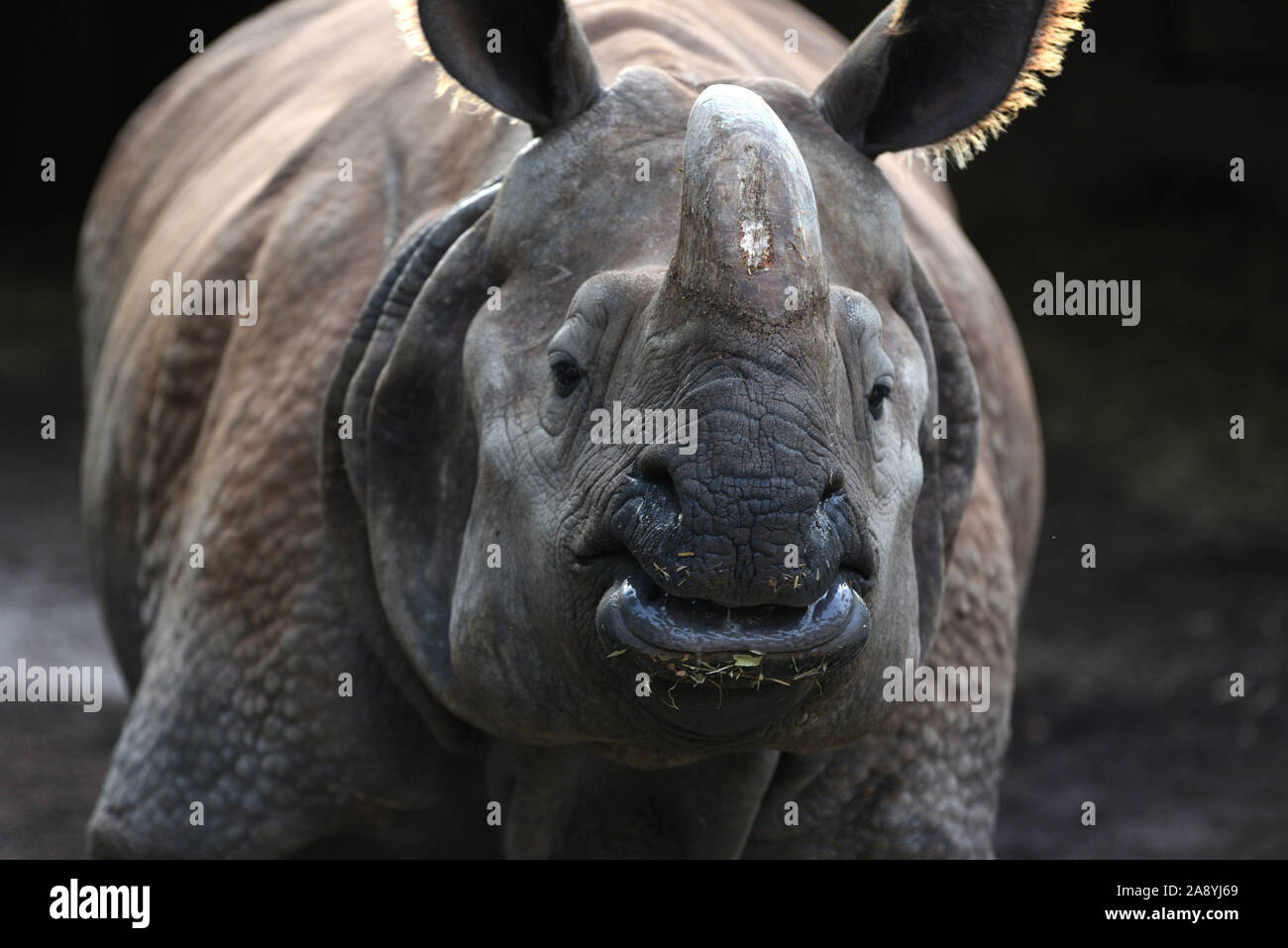 Madrid, Spanien. 11 Nov, 2019. Eine erwachsene männliche Indische Nashorn in seinem Gehege im Zoo Madrid gesehen. Das Indische Nashorn wie auf der Roten Liste der IUCN gefährdet aufgeführt ist. Seine einzigen Horn von Keratin, die manchmal 50 cm Länge überschreitet, ist die Hauptursache für die Verfolgung und die Wilderei. Es gibt nur rund 2.000 in der Welt. Quelle: John milner/SOPA Images/ZUMA Draht/Alamy leben Nachrichten Stockfoto
