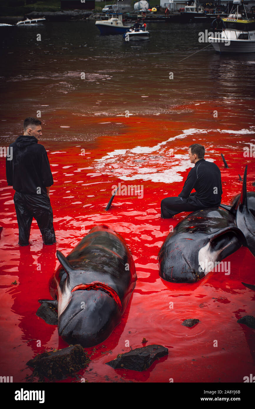 Grindadrap oder traditionelle Abschlachten von Grindwalen auf den Färöern, Dänemark Stockfoto