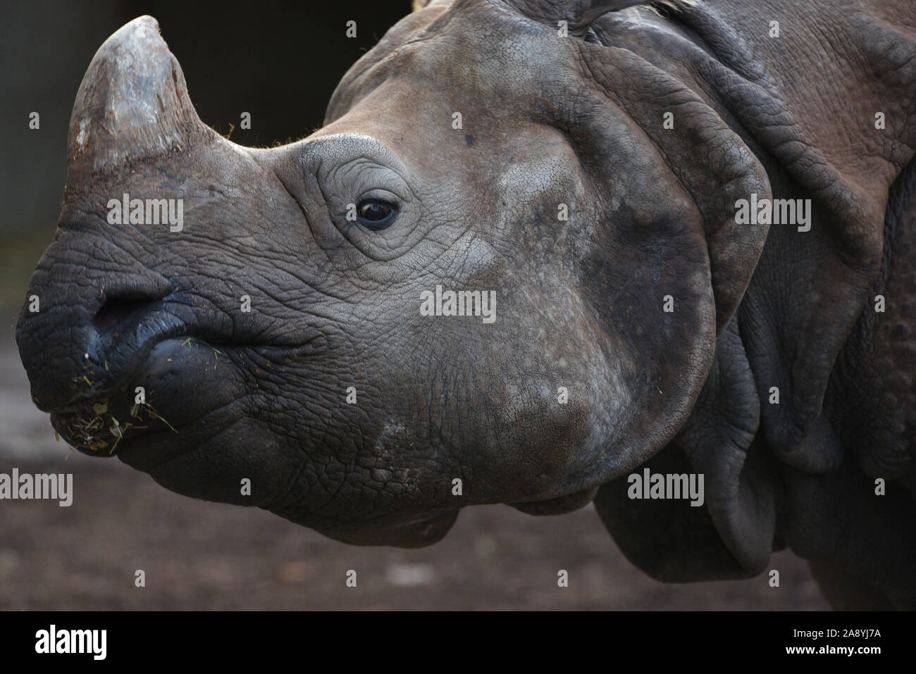 Madrid, Spanien. 11 Nov, 2019. Eine erwachsene männliche Indische Nashorn in seinem Gehege im Zoo Madrid gesehen. Das Indische Nashorn wie auf der Roten Liste der IUCN gefährdet aufgeführt ist. Seine einzigen Horn von Keratin, die manchmal 50 cm Länge überschreitet, ist die Hauptursache für die Verfolgung und die Wilderei. Es gibt nur rund 2.000 in der Welt. Quelle: John milner/SOPA Images/ZUMA Draht/Alamy leben Nachrichten Stockfoto