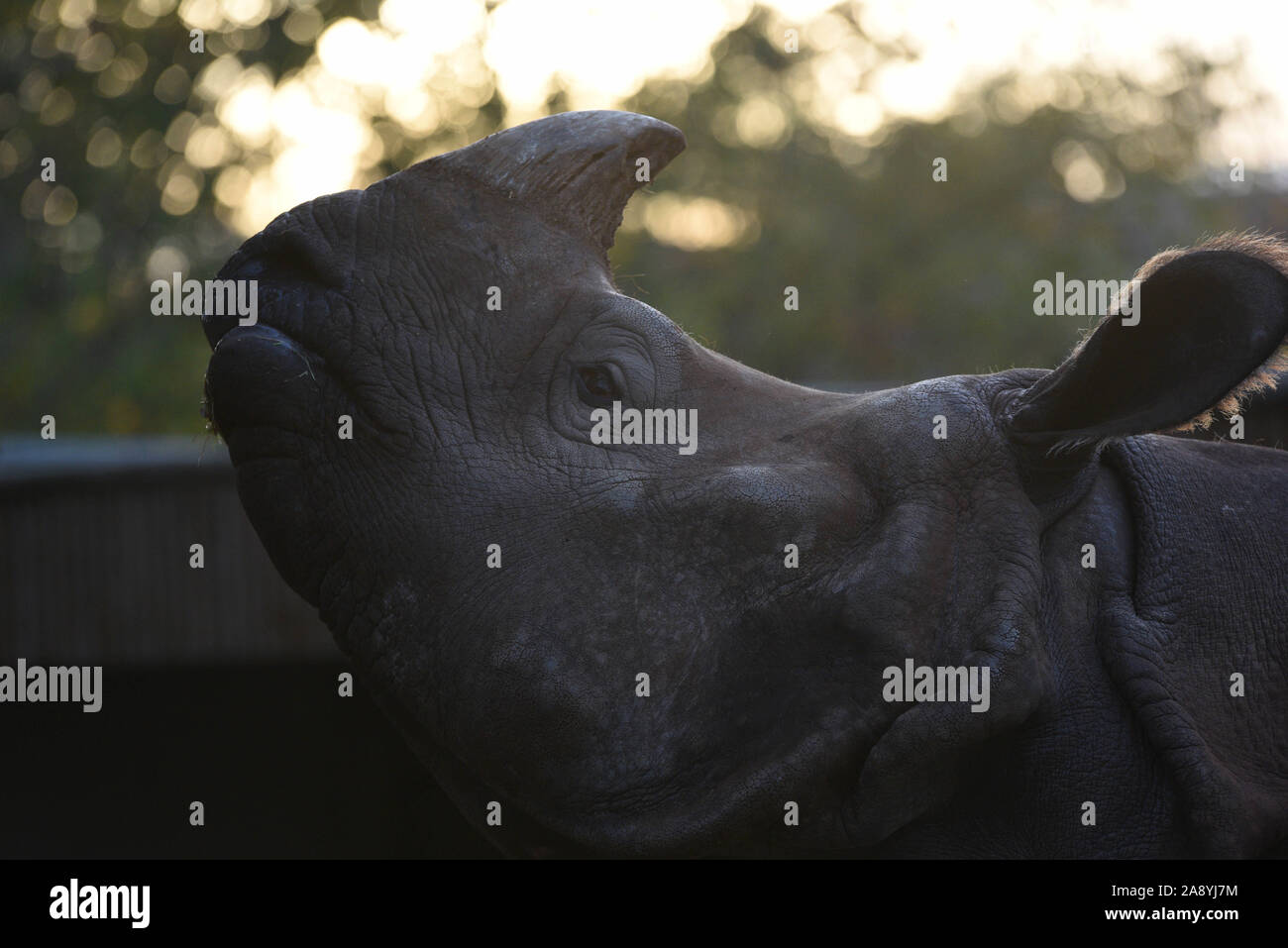 Madrid, Spanien. 11 Nov, 2019. Eine erwachsene männliche Indische Nashorn in seinem Gehege im Zoo Madrid gesehen. Das Indische Nashorn wie auf der Roten Liste der IUCN gefährdet aufgeführt ist. Seine einzigen Horn von Keratin, die manchmal 50 cm Länge überschreitet, ist die Hauptursache für die Verfolgung und die Wilderei. Es gibt nur rund 2.000 in der Welt. Quelle: John milner/SOPA Images/ZUMA Draht/Alamy leben Nachrichten Stockfoto