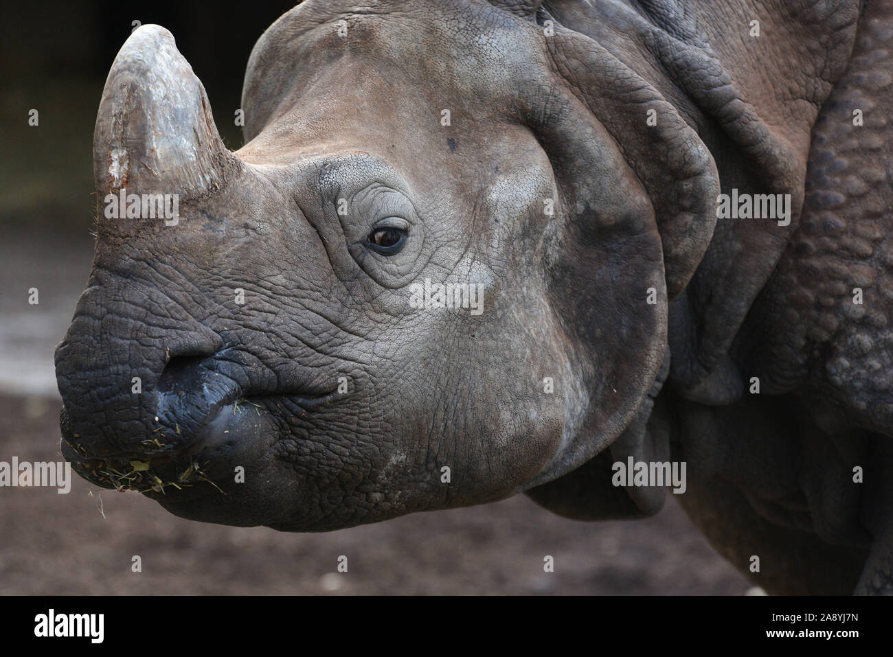 Madrid, Spanien. 11 Nov, 2019. Eine erwachsene männliche Indische Nashorn in seinem Gehege im Zoo Madrid gesehen. Das Indische Nashorn wie auf der Roten Liste der IUCN gefährdet aufgeführt ist. Seine einzigen Horn von Keratin, die manchmal 50 cm Länge überschreitet, ist die Hauptursache für die Verfolgung und die Wilderei. Es gibt nur rund 2.000 in der Welt. Quelle: John milner/SOPA Images/ZUMA Draht/Alamy leben Nachrichten Stockfoto