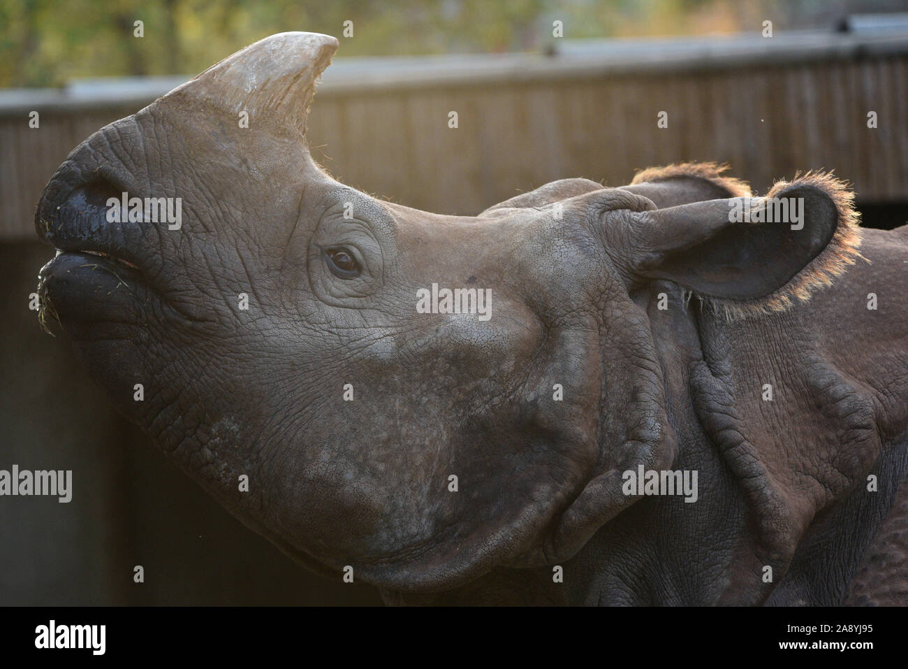 Madrid, Spanien. 11 Nov, 2019. Eine erwachsene männliche Indische Nashorn in seinem Gehege im Zoo Madrid gesehen. Das Indische Nashorn wie auf der Roten Liste der IUCN gefährdet aufgeführt ist. Seine einzigen Horn von Keratin, die manchmal 50 cm Länge überschreitet, ist die Hauptursache für die Verfolgung und die Wilderei. Es gibt nur rund 2.000 in der Welt. Quelle: John milner/SOPA Images/ZUMA Draht/Alamy leben Nachrichten Stockfoto