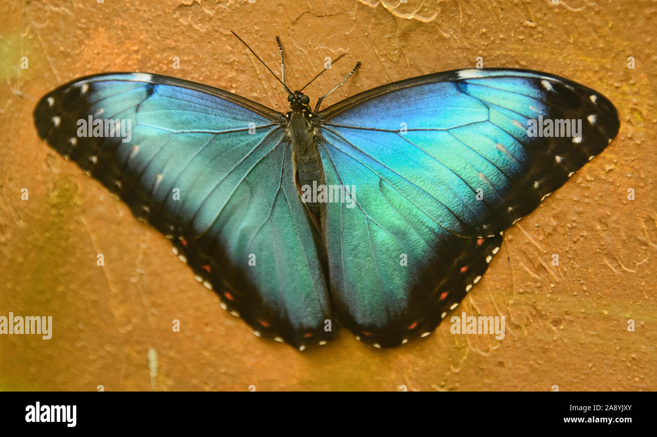 Granada Morpho Schmetterling (Morpho granadensis), Mindo, Ecuador Stockfoto