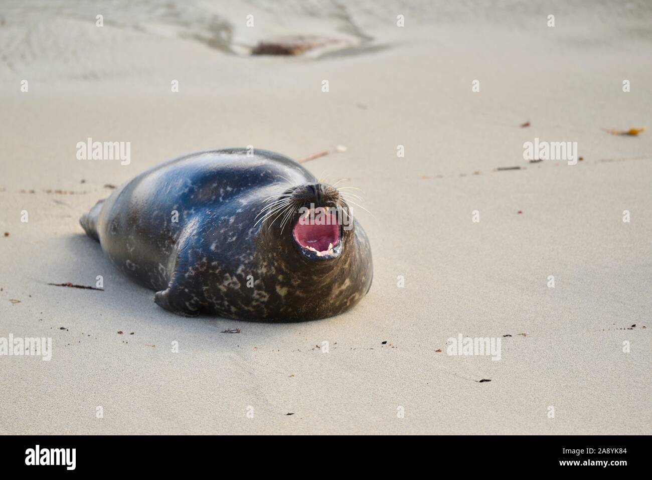 Wild Pacific Harbour seal am Strand in Morgen und ruft mit einem Brüllen mit offenen Mund Verzahnung, La Jolla, San Diego, Kalifornien, USA Stockfoto