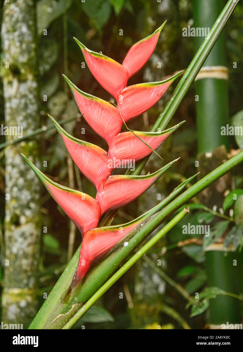 Heliconia bihai (rot Palulu), Mindo, Ecuador Stockfoto