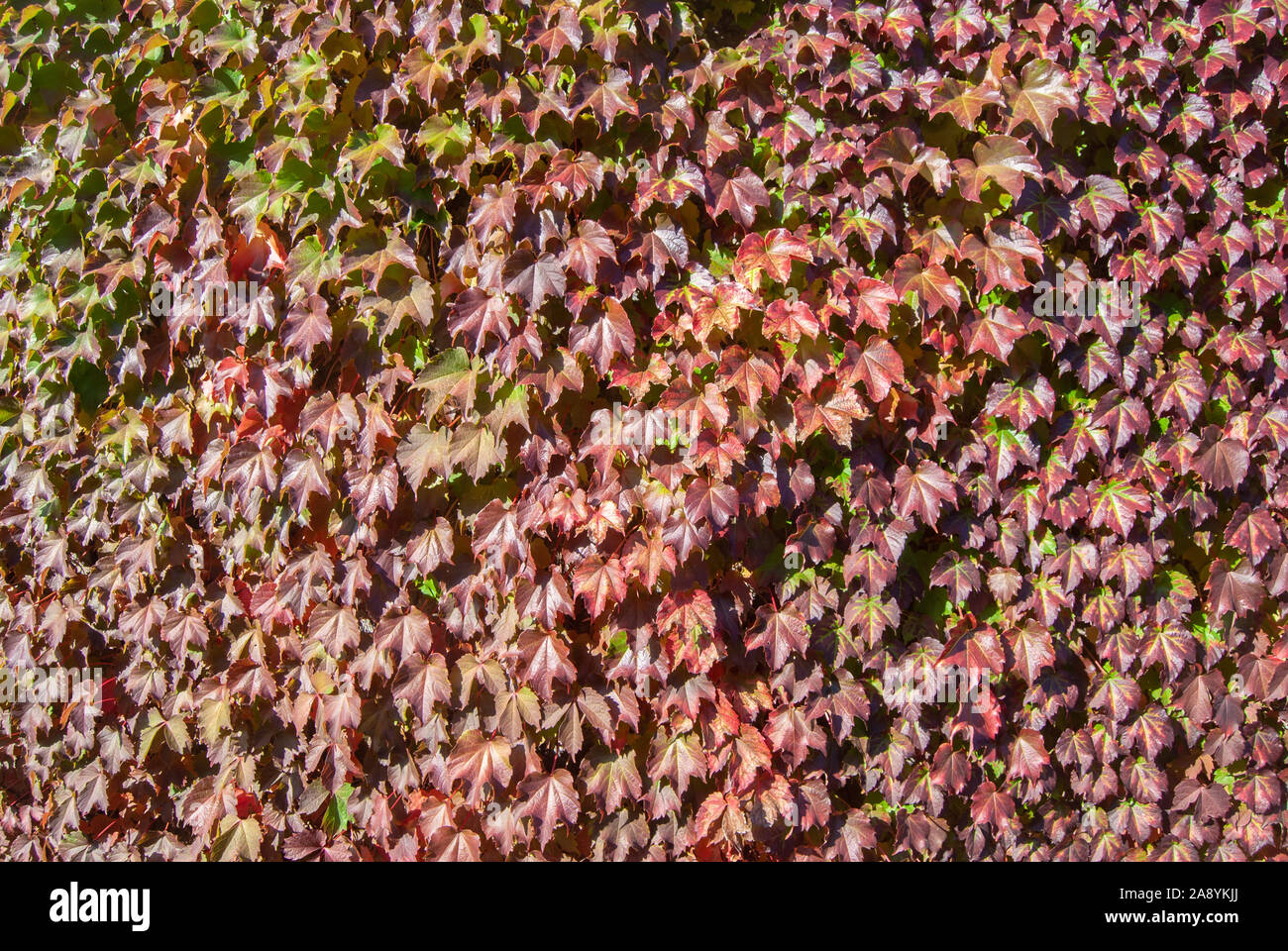 Rot und Grün Efeu wächst an einer Wand Stockfoto