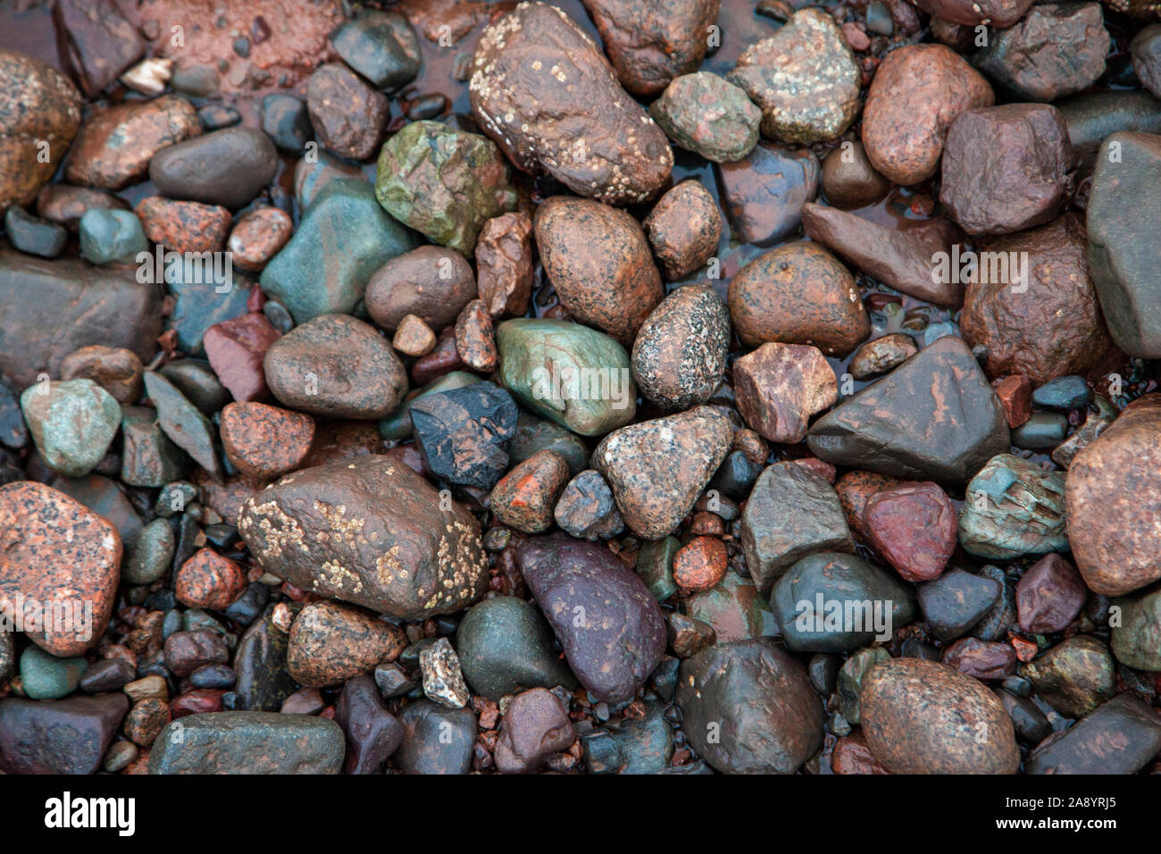 Rot, blau und grau nassen Felsen mit barnacle Wachstum im Schlamm Stockfoto