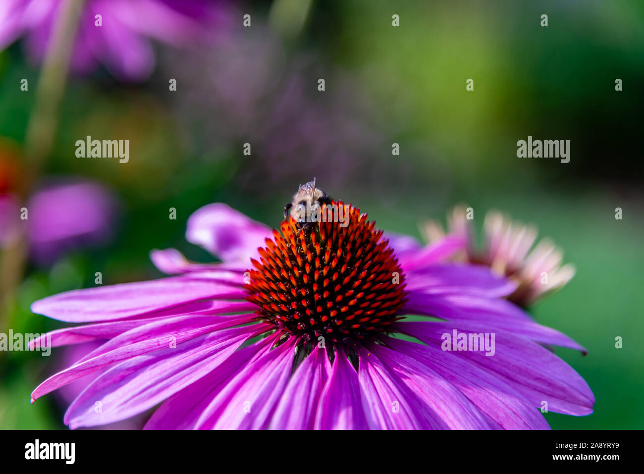 Echinacea Blume, Kegel - Blumen mit Bienen auf. Stockfoto
