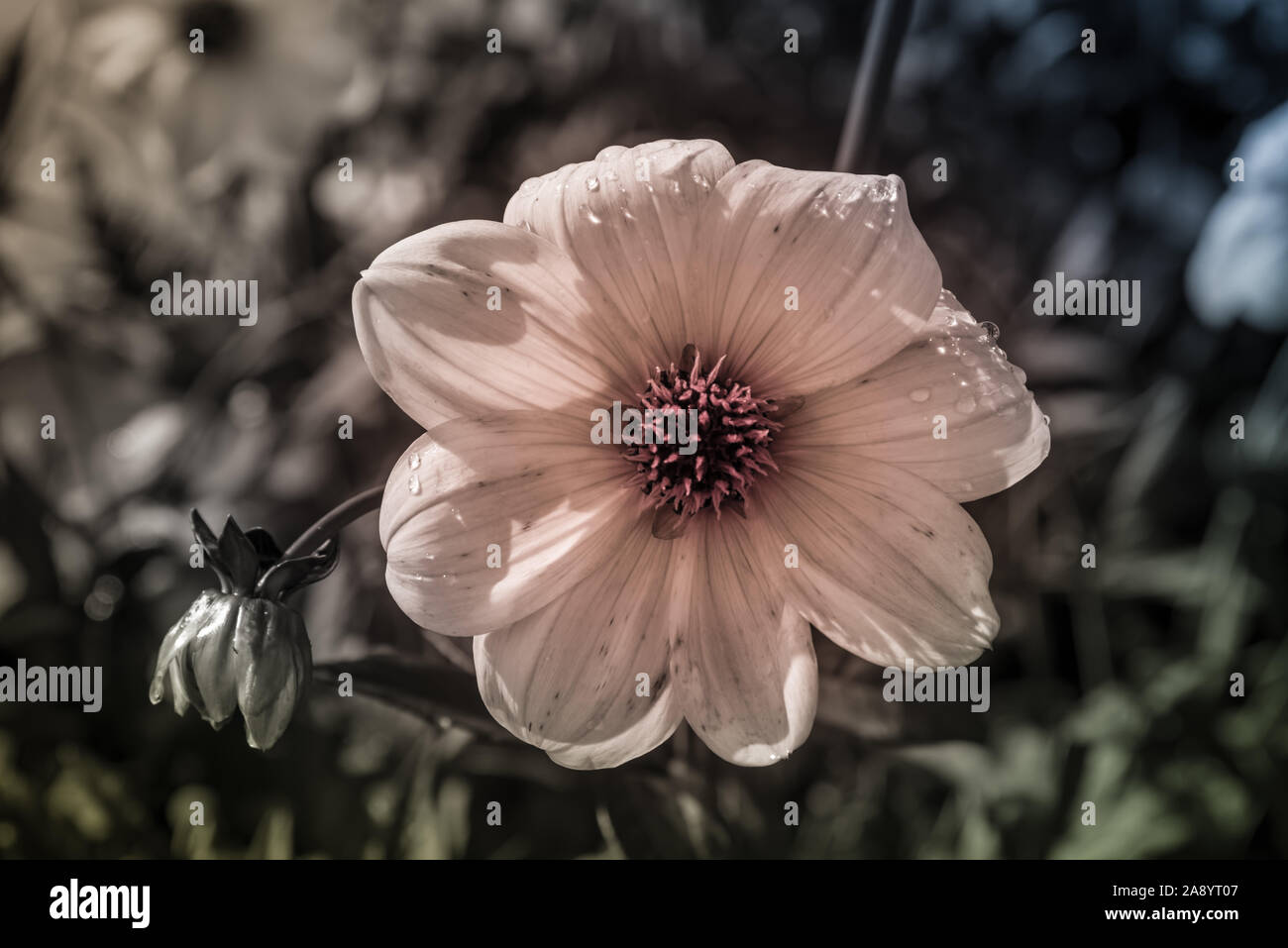 Lila Blume in der schwarz-weiß Foto Stockfoto