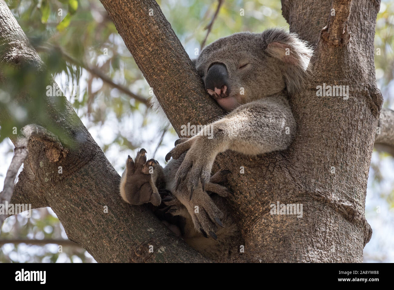 Schlafender Koala Stockfoto