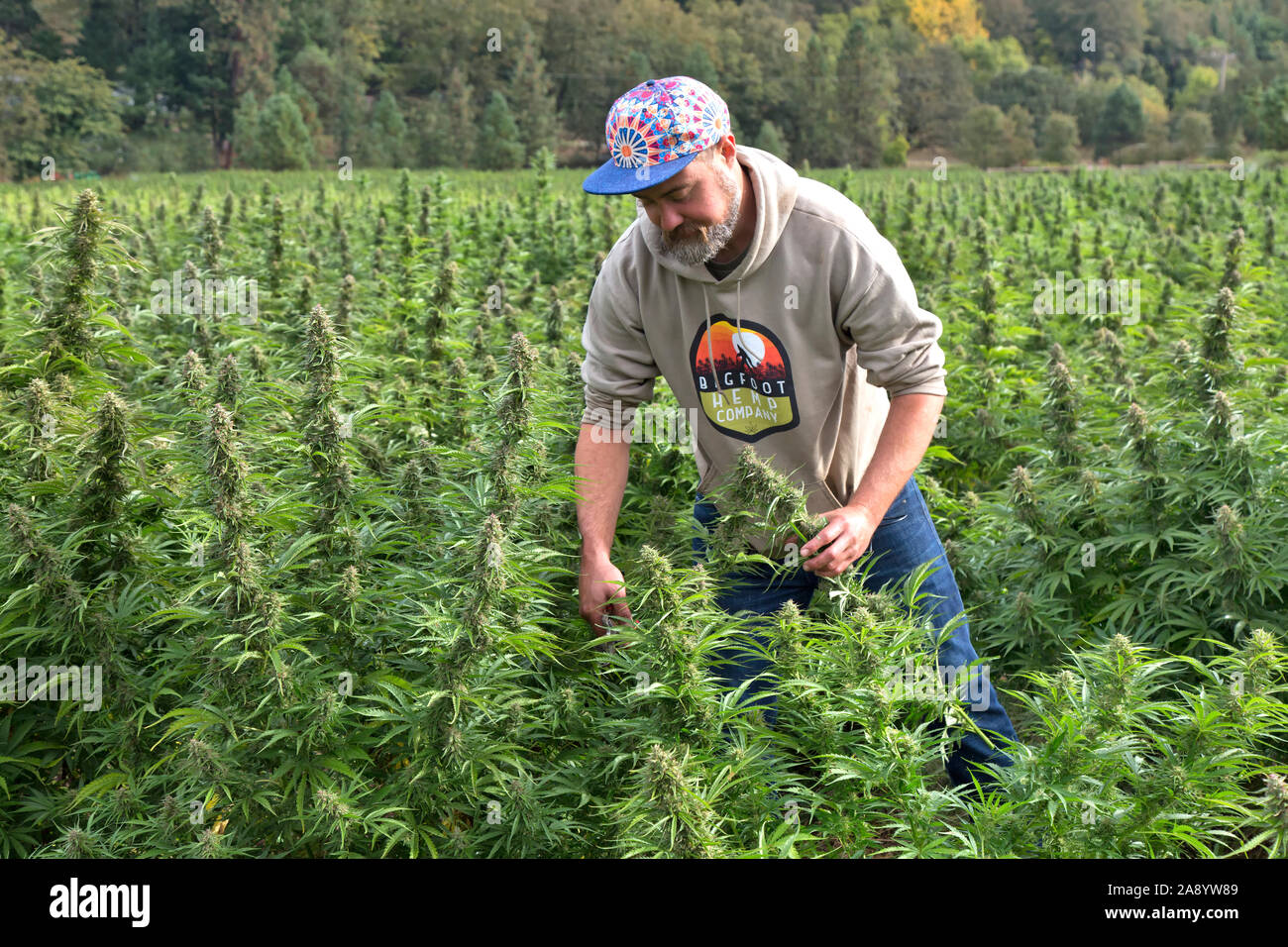 Bio Hanf Bauer Ernte der Blumen, der uver Dunst' Sorte 'Cannabis sativa". Stockfoto