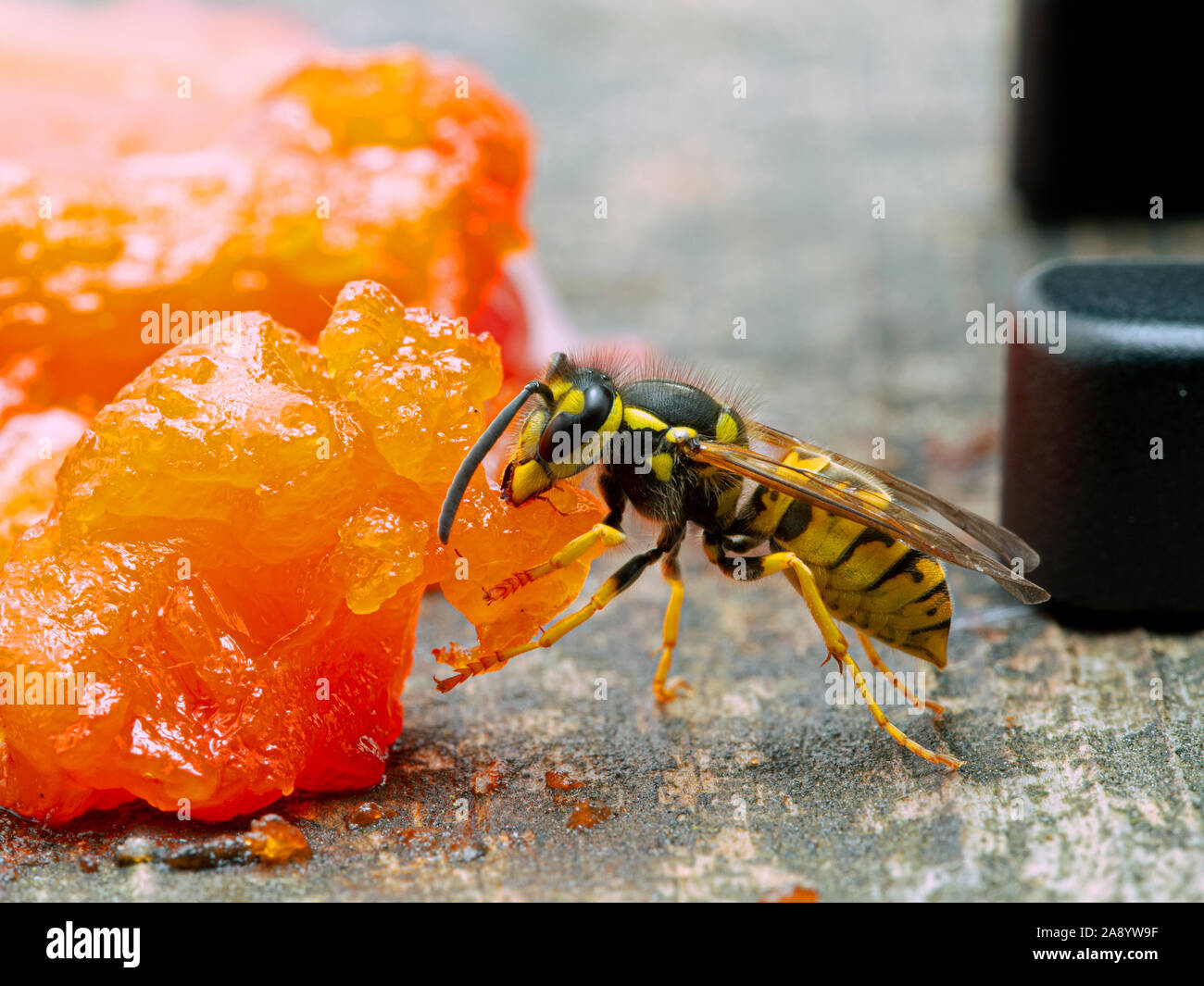 Deutsche yellowjacket Wasp, Vespula germanica, kauen ein Stück sockeye Lachse Fleisch zurück zu seinem Nest zu nehmen zu füttern Larven. Ladner, B Stockfoto