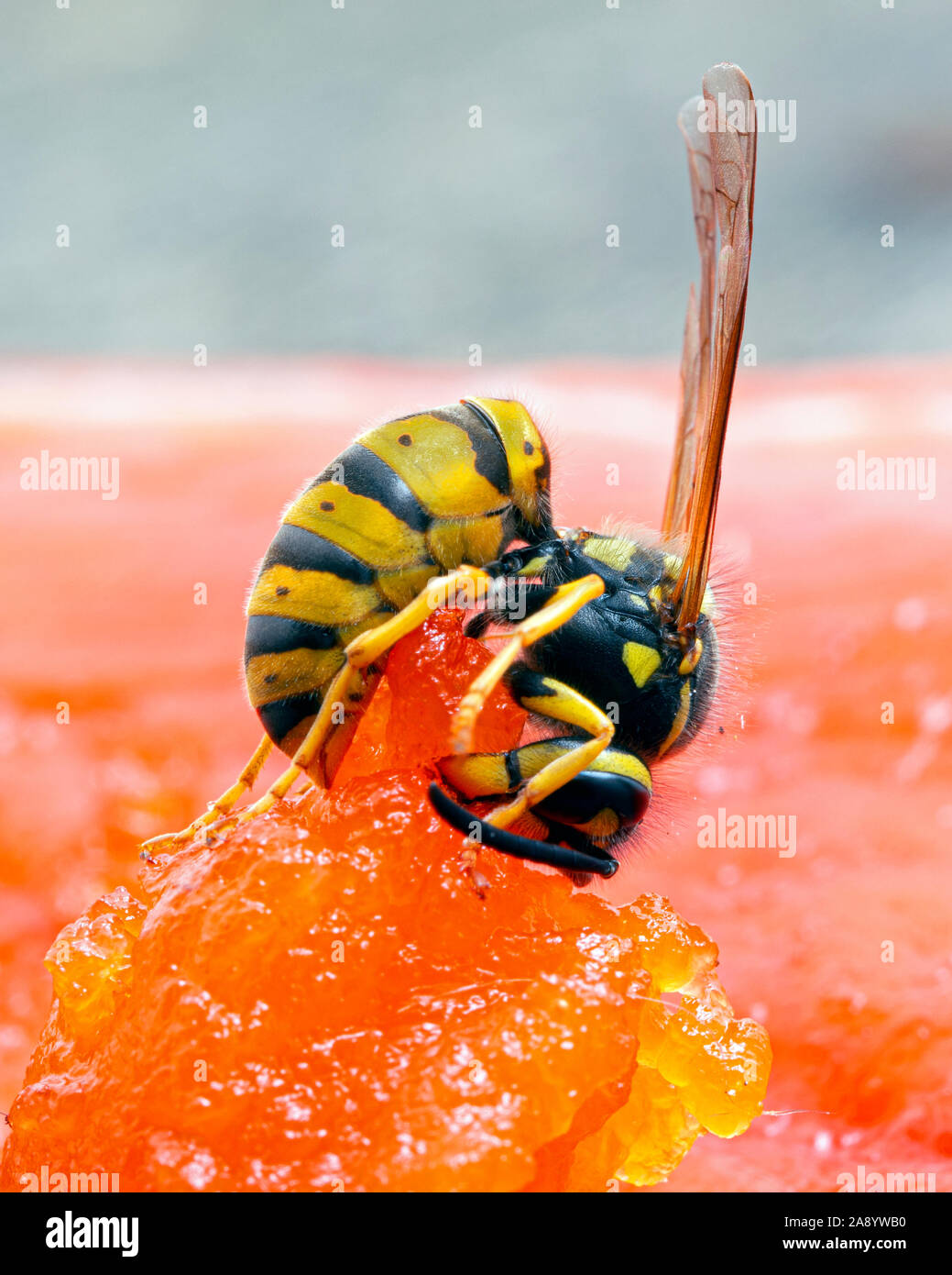 Deutsche yellowjacket Wasp, Vespula germanica, kauen ein Stück sockeye Lachse Fleisch zurück zu seinem Nest zu nehmen zu füttern Larven. Ladner, B Stockfoto