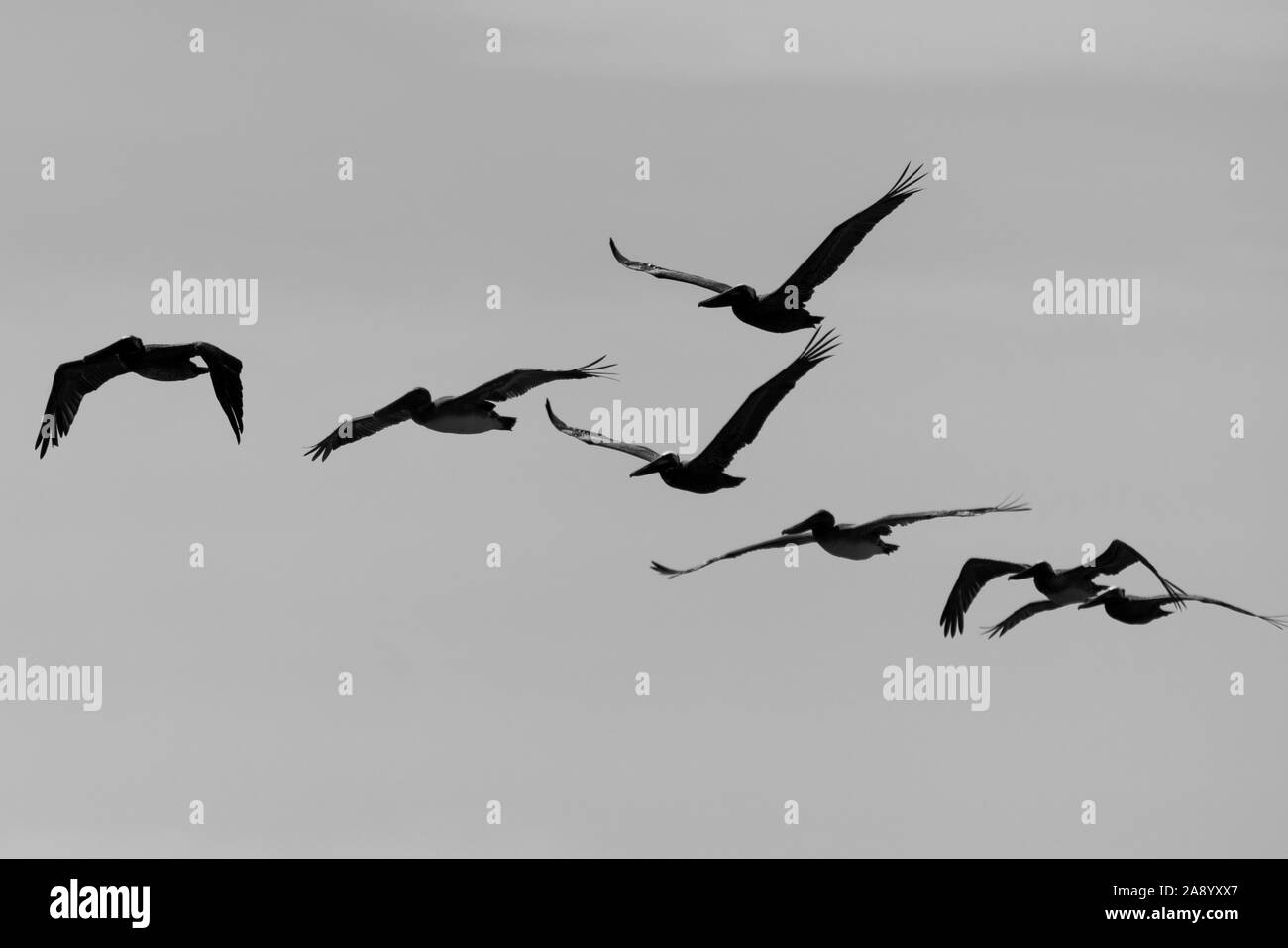 Pelikane im Himmel fliegen Overhead. Stockfoto
