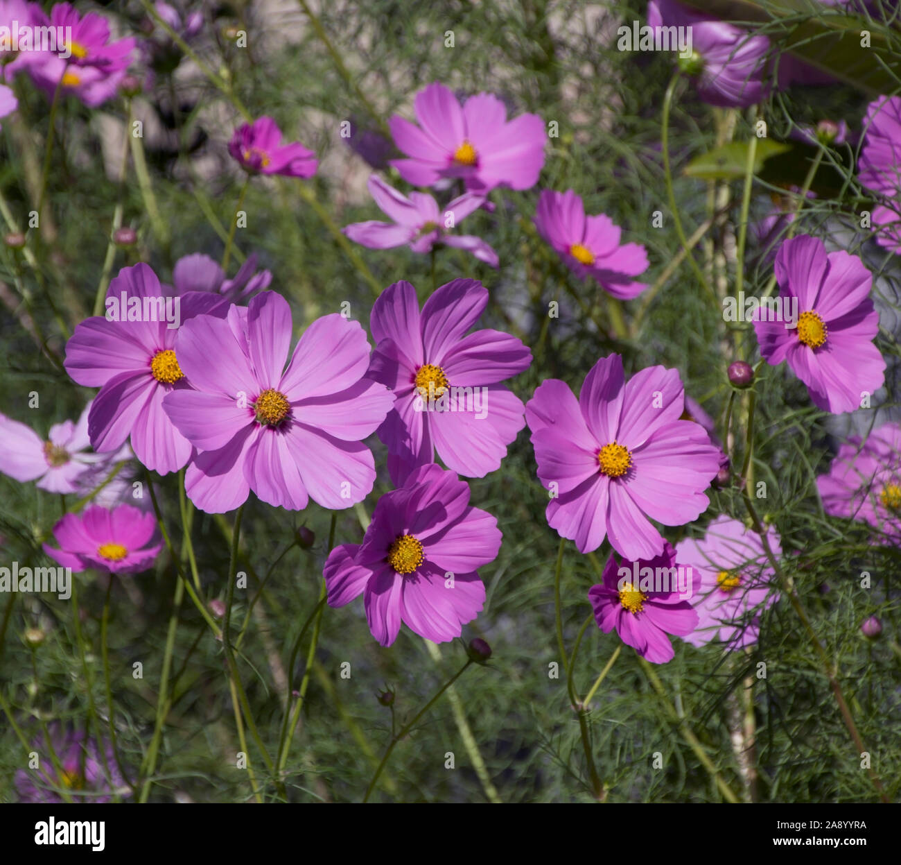 Zierliche rosa Blumen gesäumt von einzelnen Kosmos Gattung asteraceae Blütezeit im Herbst Garten fügt Cottage Garten Charme zu einer urbanen Straßenbild. Stockfoto