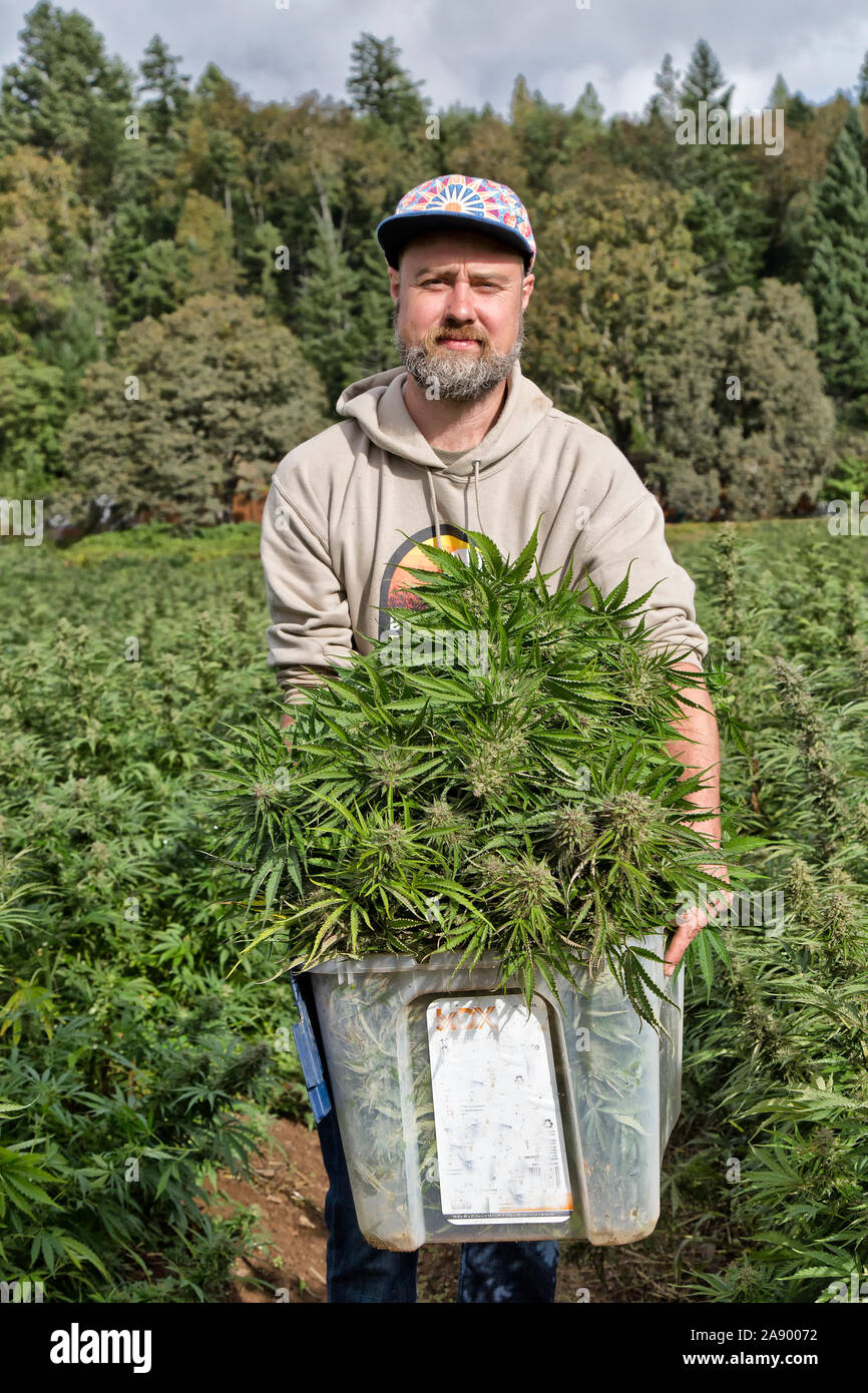 Bauern ernten die organische Hanf Blumen uver Dunst' Sorte, Cannabis Sativa. Stockfoto