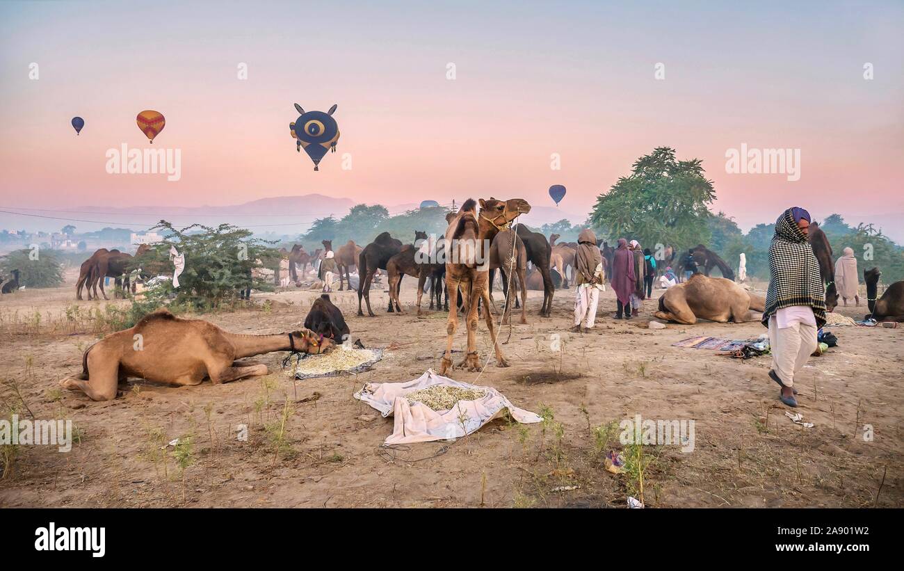 Die Pushkar Camel Fair ist eine jährliche Veranstaltung in Rajasthan, wo Kamele gekauft und verkauft werden, und Heißluftballons Schweben am Himmel in der Morgendämmerung. Stockfoto