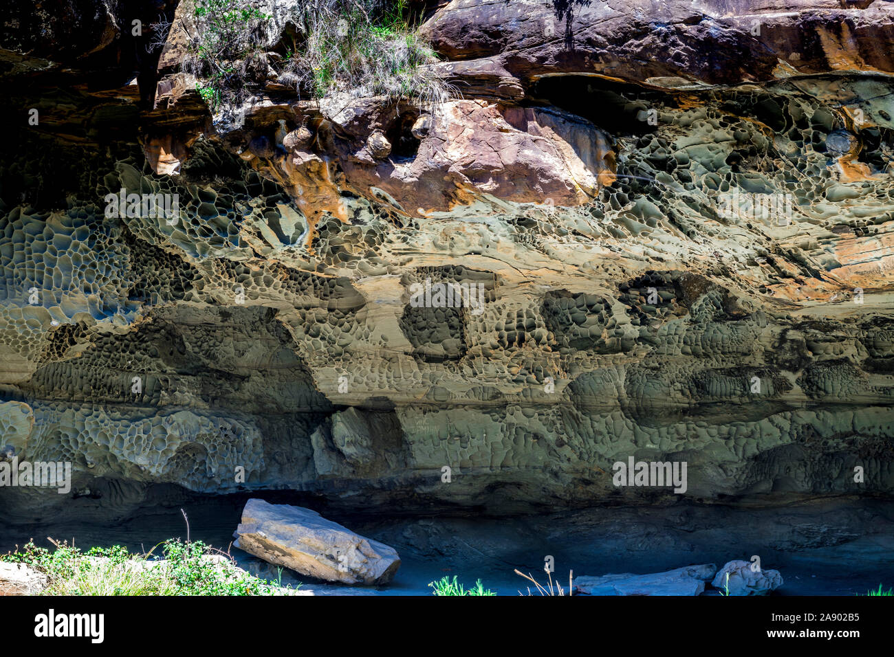 Schlucken Höhle in Great Otway National Park enthält Tausende von natürlichen Löcher, wo Schwalben nisten. Stockfoto
