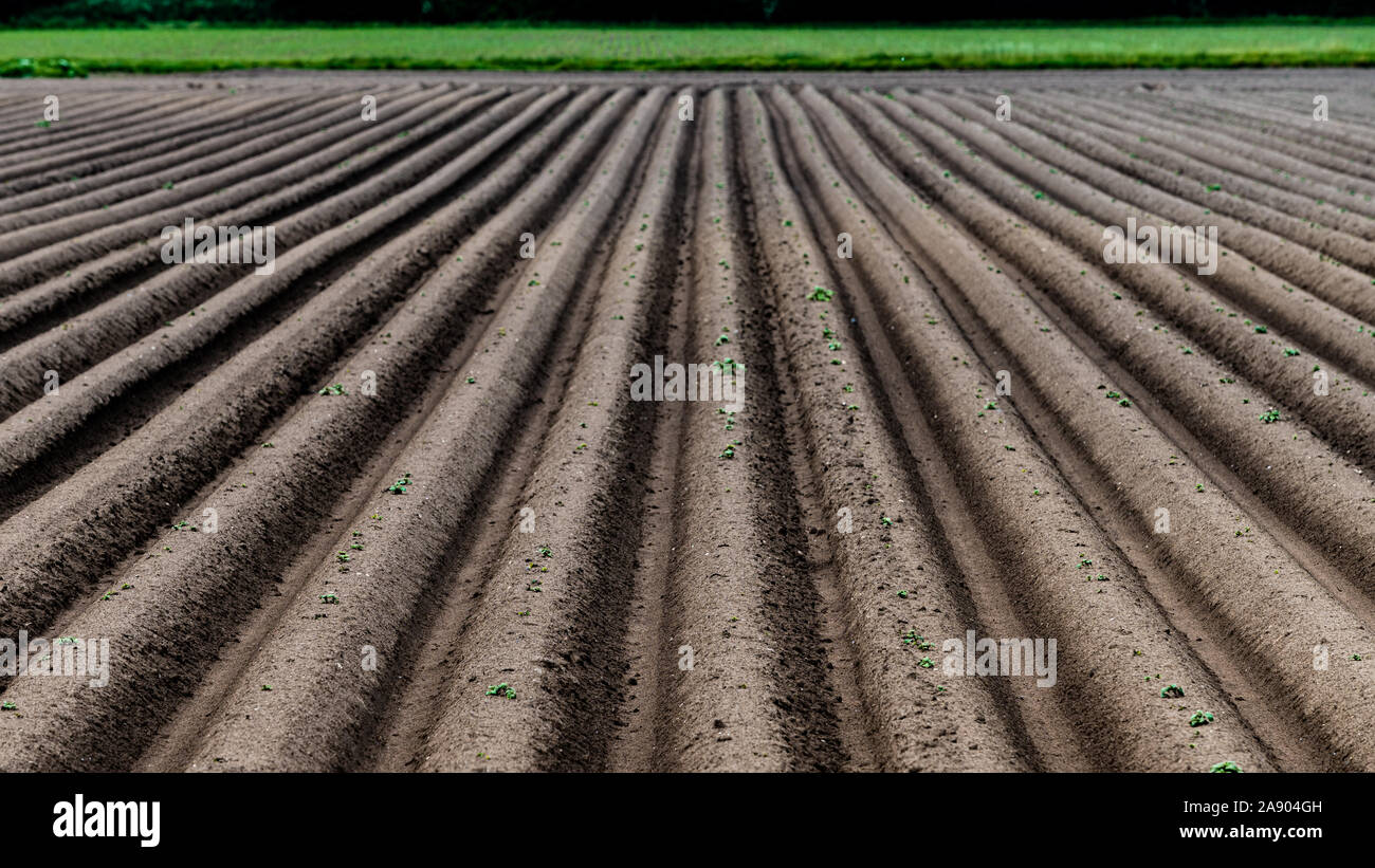 Gepflügten Feldes, Frühling landwirtschaftlichen Hintergrund Stockfoto