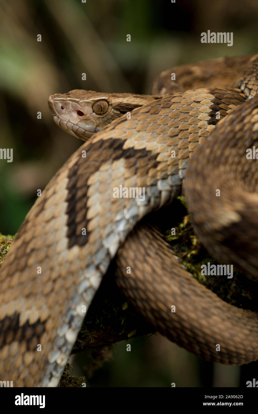 Ein schönes Foto eines Bothrops jararaca, eine giftige Schlange in Brasilien gefunden. Stockfoto