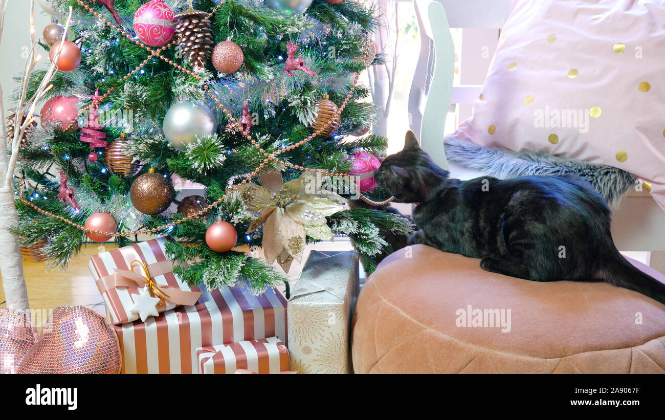 Im trend Rosa und Rose Gold Getrimmt Weihnachtsbaum mit verspielten Katzen untersucht die Dekorationen. Stockfoto