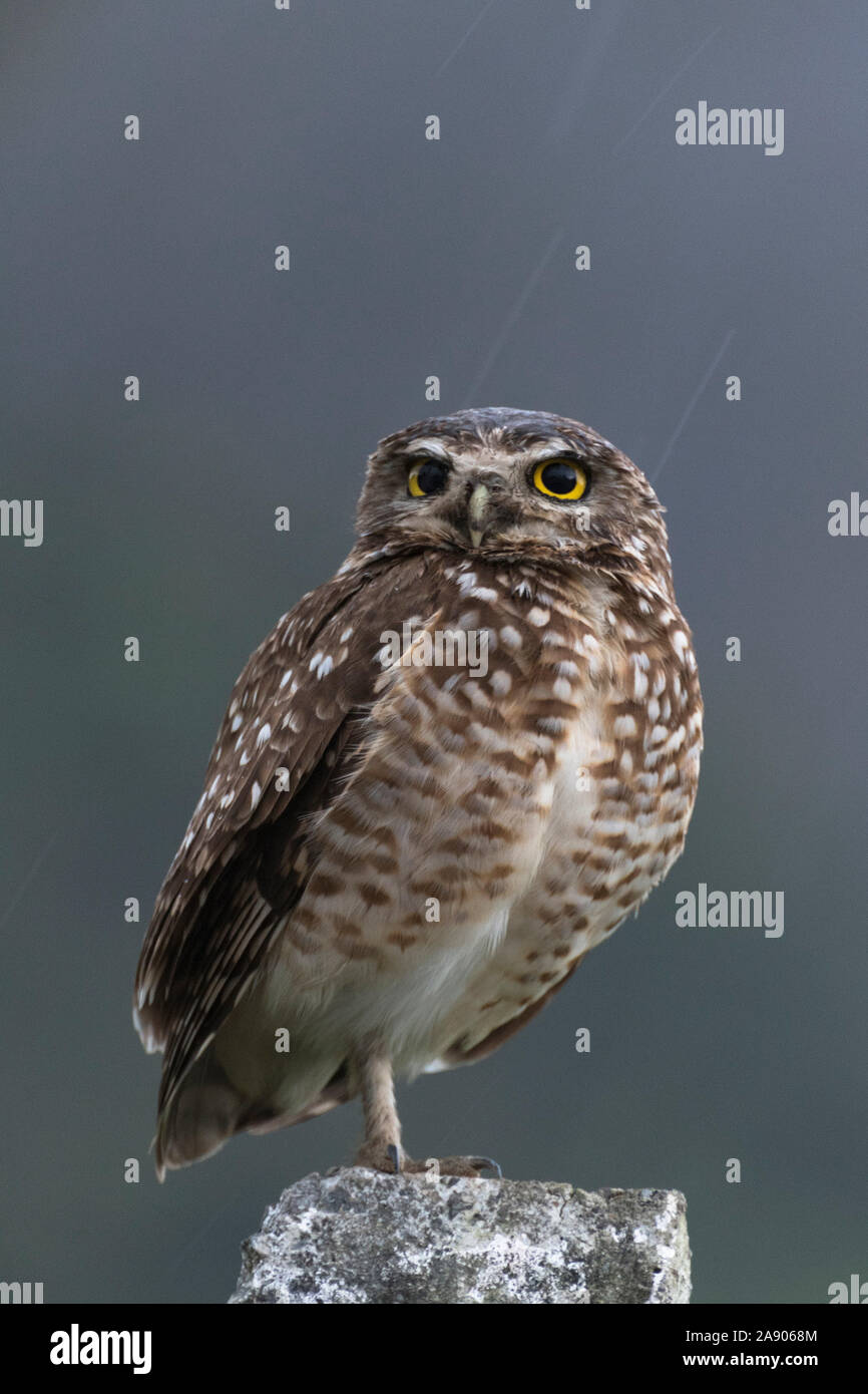 Wunderschönes Bild einer Eule, die ruht. Stockfoto