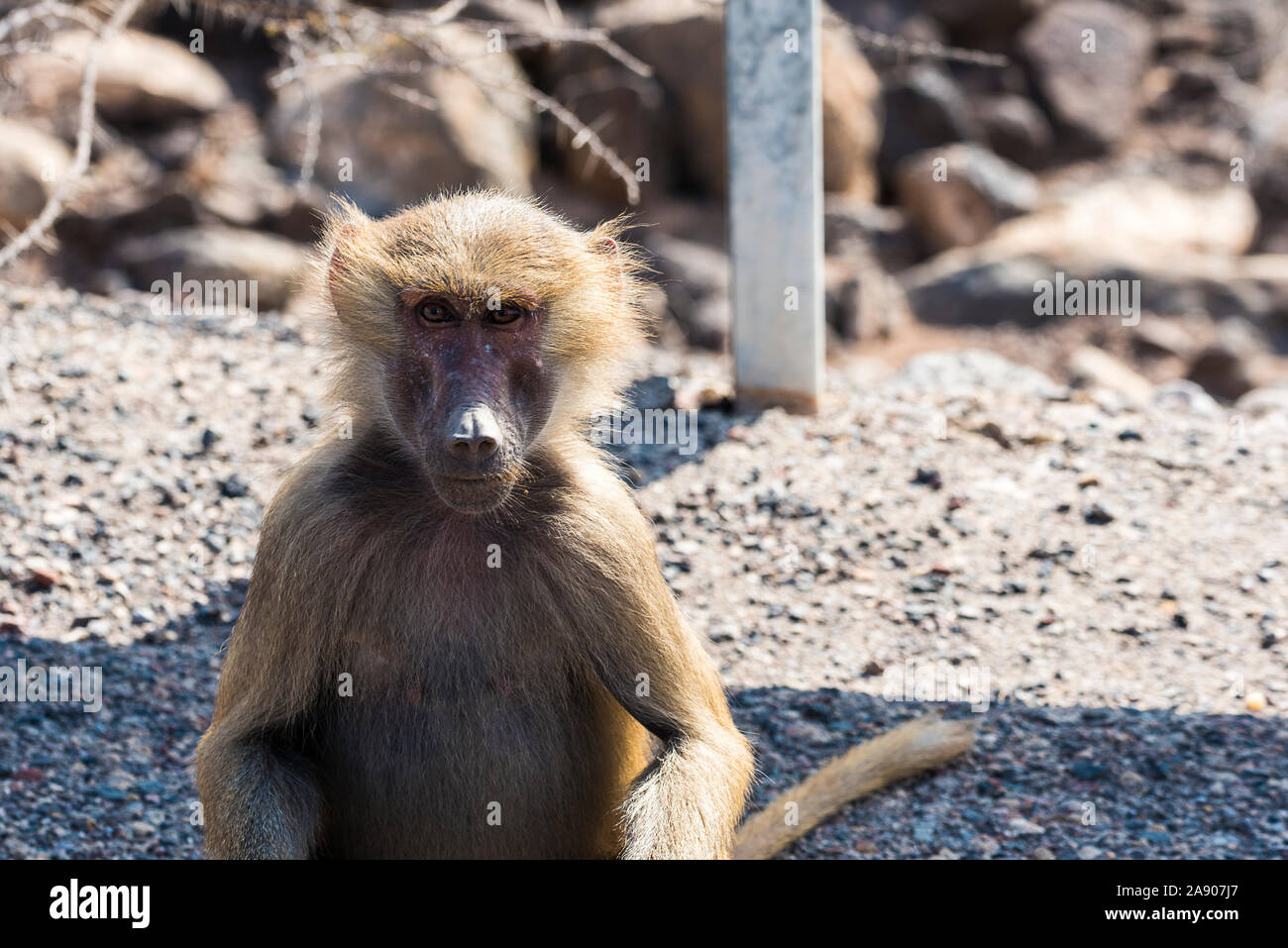 Hamadryas baboon in der Nähe von Ghoubet in Dschibuti am Horn von Afrika Stockfoto