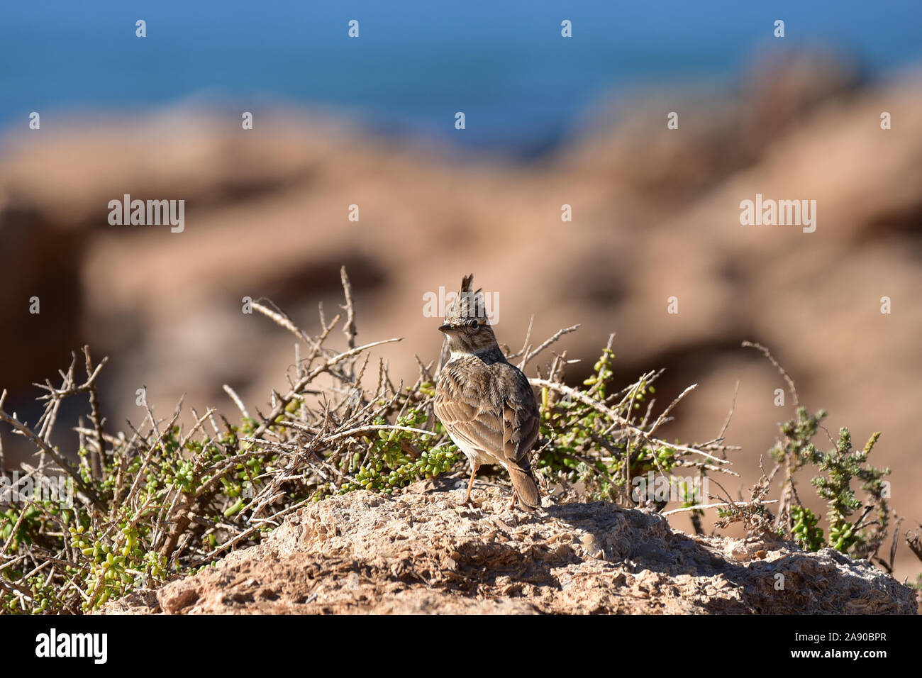 Anzeigen von thekla's Lark im natürlichen Lebensraum gegen die Felsen und das Meer. Souss-Massa-Draa, Marokko Stockfoto