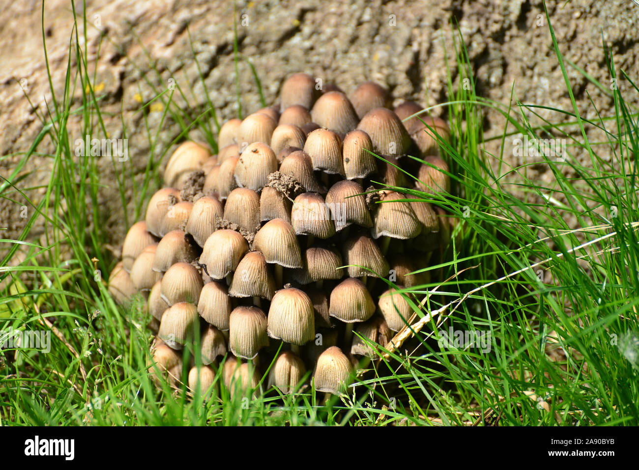 Cluster von glitzernden inky cap Pilz (Coprinellus micaceus) auf einer Wiese Stockfoto