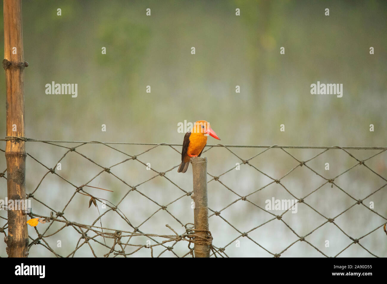 Ruddy Kingfisher, Halcyon coromanda, Sundarbans, West Bengal, Indien Stockfoto
