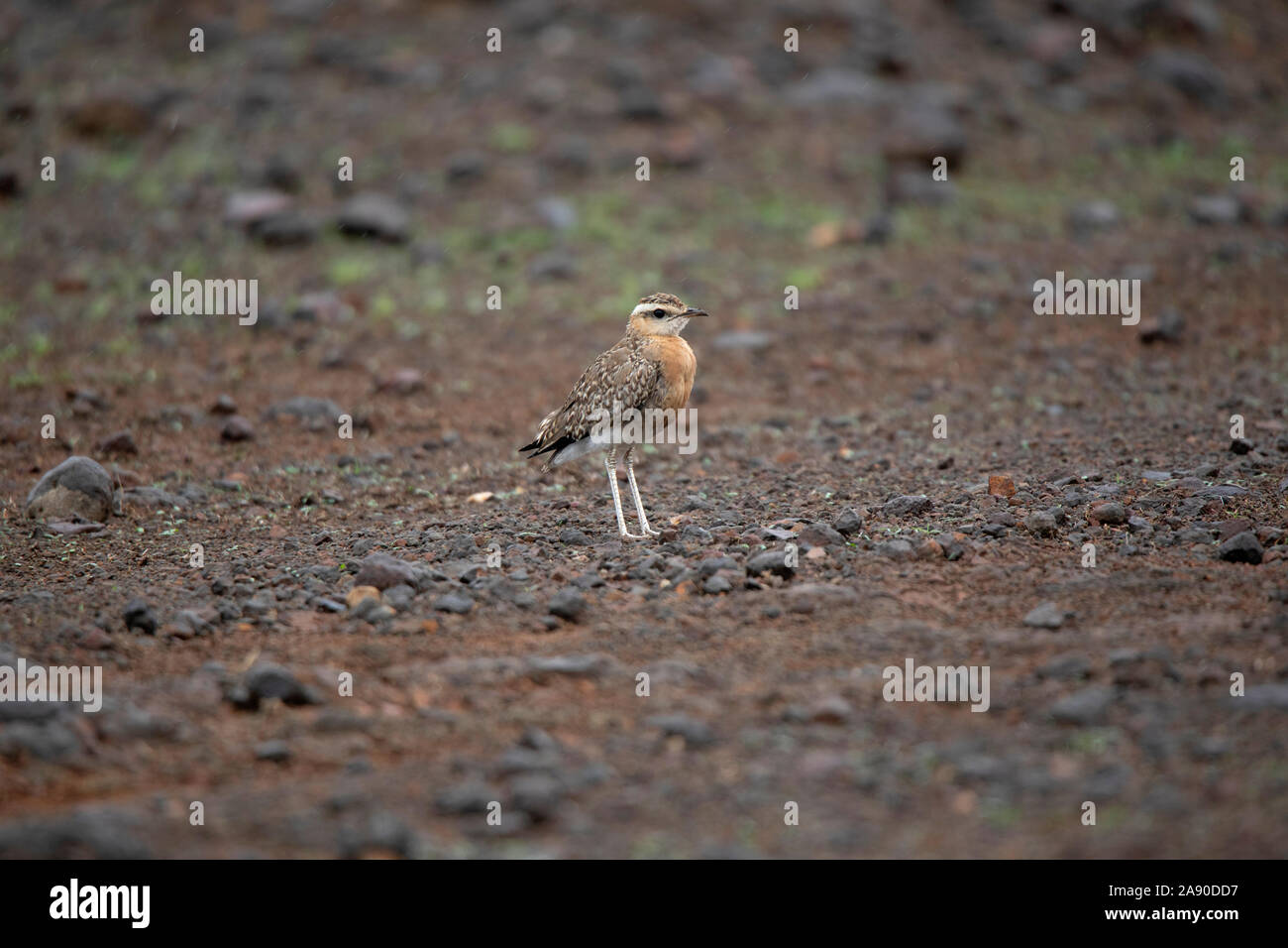 Indische Renner Jugendkriminalität, Cursorius coromandelicus, Pune, Maharashtra, Indien Stockfoto