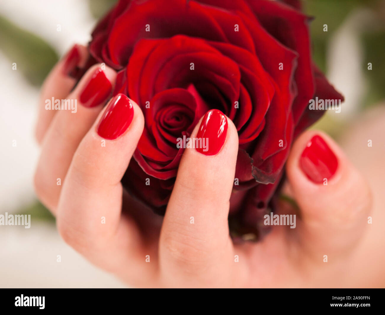 Womans hand mit roten Maniküre halten Rose Blume Stockfoto