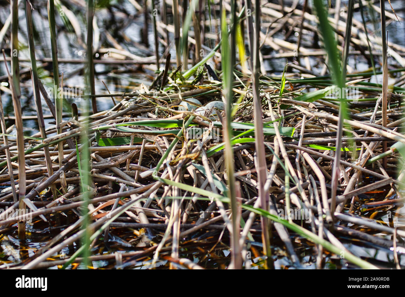 Hausboot. Dies ist eine ungewöhnliche Schwimmende nest Lachmöwe (Larus ridibundus) in das Schilf auf den See gebaut. Im Nest ist eine Kupplung von drei e Stockfoto