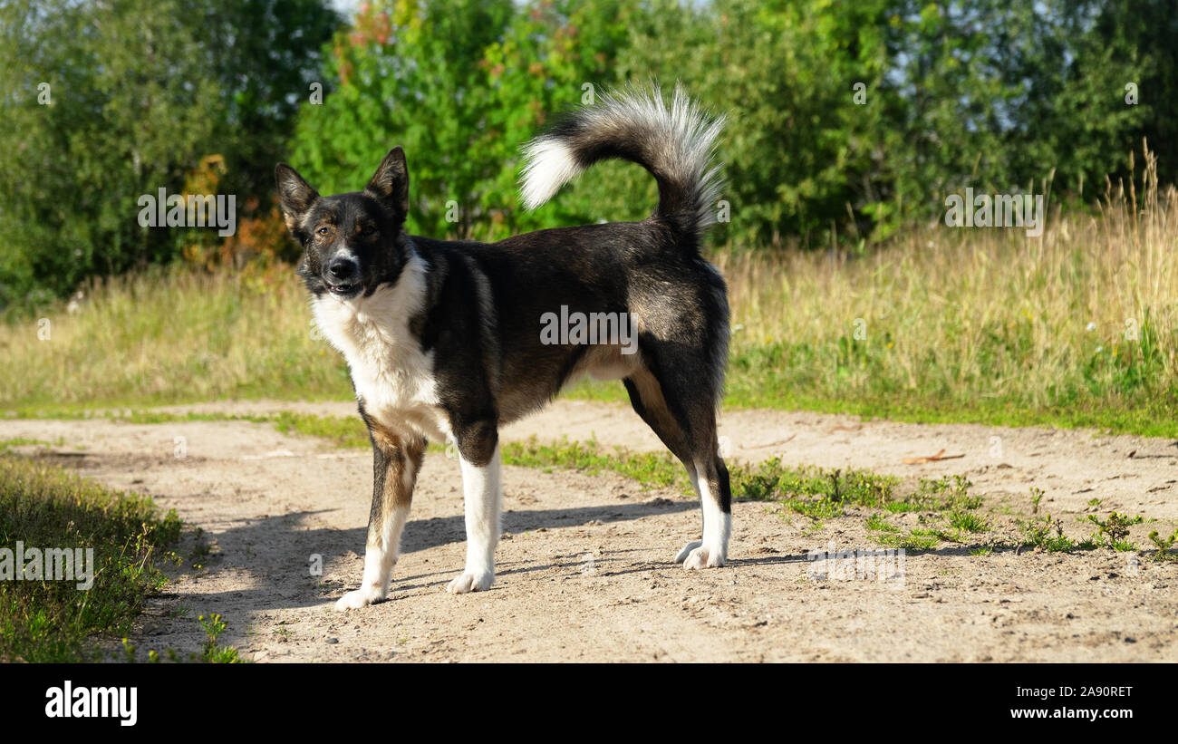 Hunde in der Russischen Norden haben von außen verschiedene Rassen von  Laika (Schlittenhunde Stockfotografie - Alamy