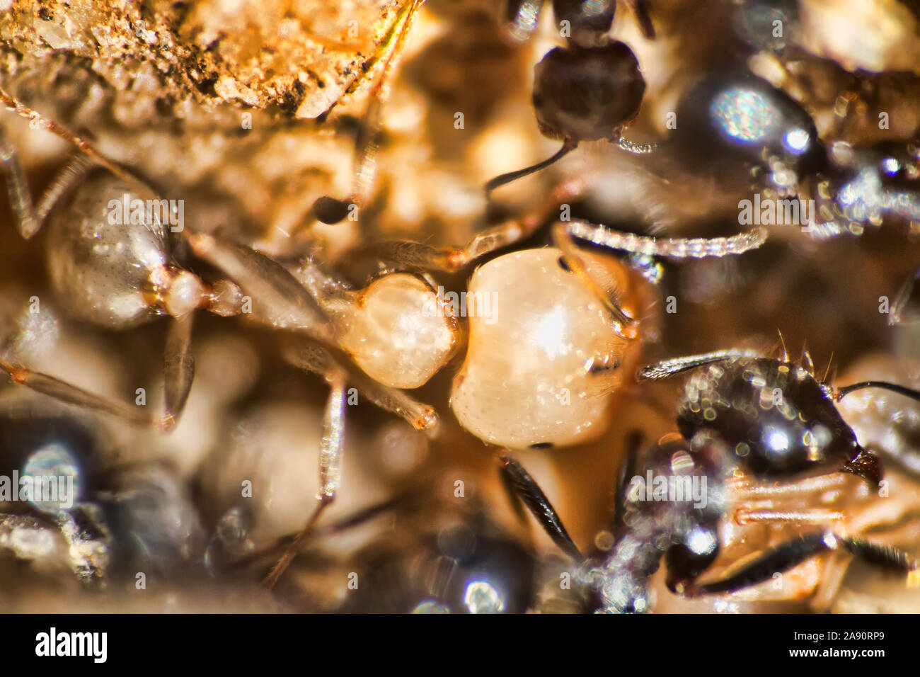 Swift Cataglyphis Ameisen sind auf Makro Foto in der Natur. Depigmentiert individuelle, leucism. Der Unterlauf der Wolga, April Stockfoto
