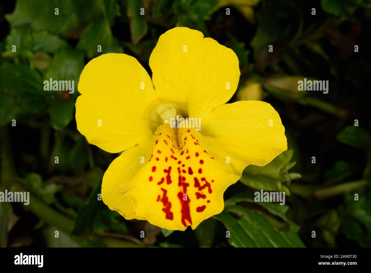 Mimulus Mistic. Nahaufnahme der gelbe Blume mit roten Flecken. Stockfoto