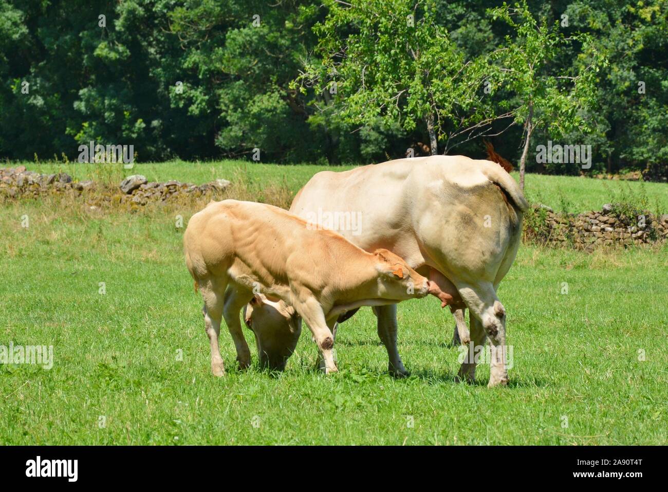 Ein Kalb saugt Milch vom Euter seiner Mutter, die Kuh Stockfoto