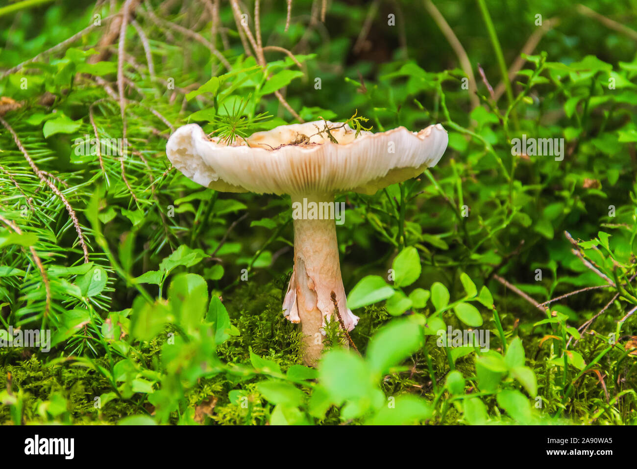 Junge psathyrella Pilze im Wald closeup Stockfoto