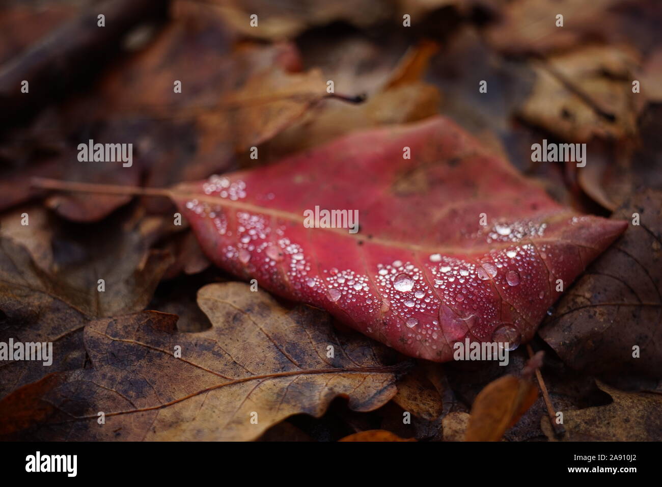 Regentropfen auf ein rotes Blatt im Herbst Wald. Stockfoto