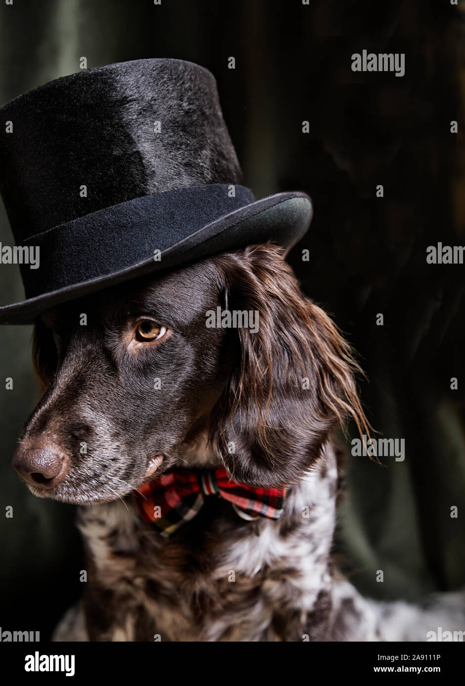 Hund trug Hut und Bow Tie Stockfoto