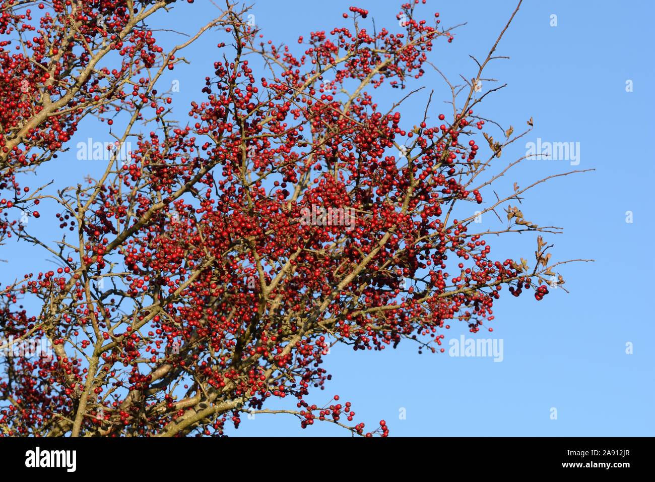 Red Hawthorn tree Beeren vor blauem Himmel Stockfoto
