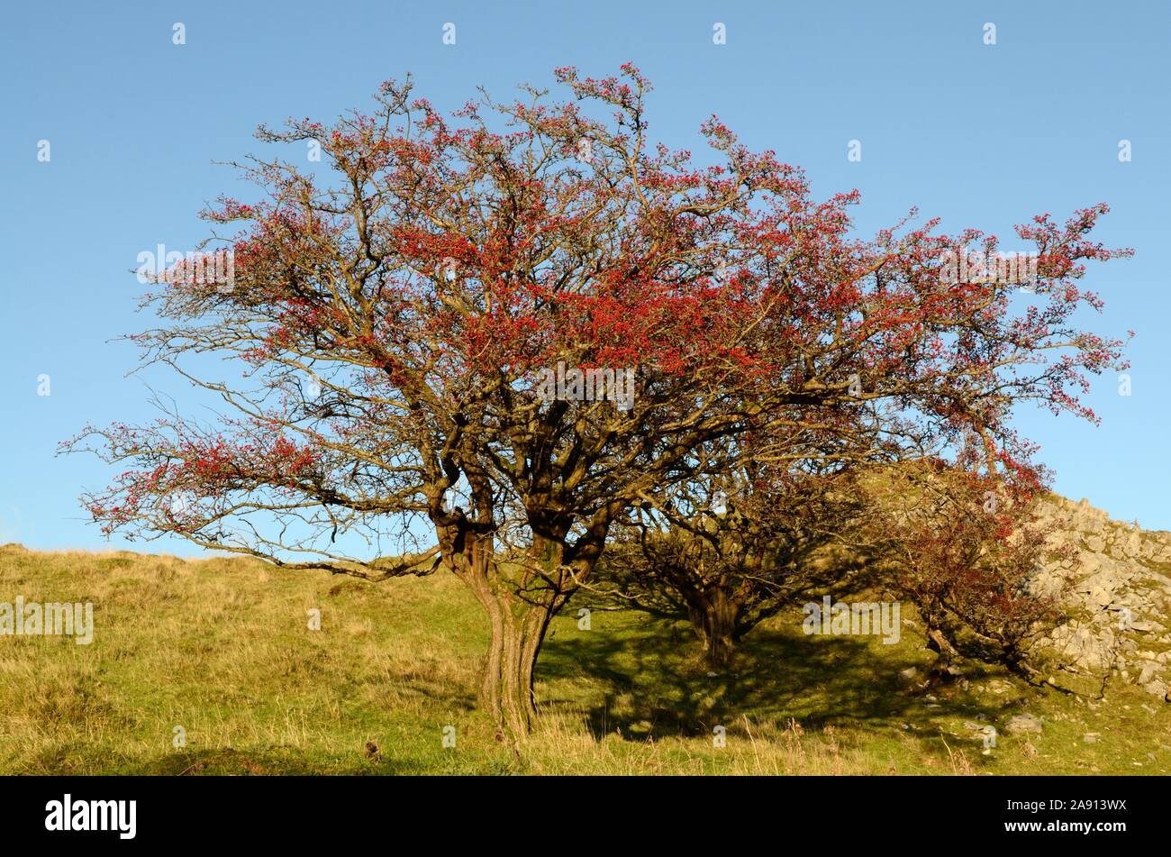 Hawthorn tree Strauch mit roten Beeren gegen den blauen Himmel Black Mountain Mynydd Du Fforest Fawr UNESCO-Geopark Carmarthenshire Wales Cymru | Großbritannien Stockfoto