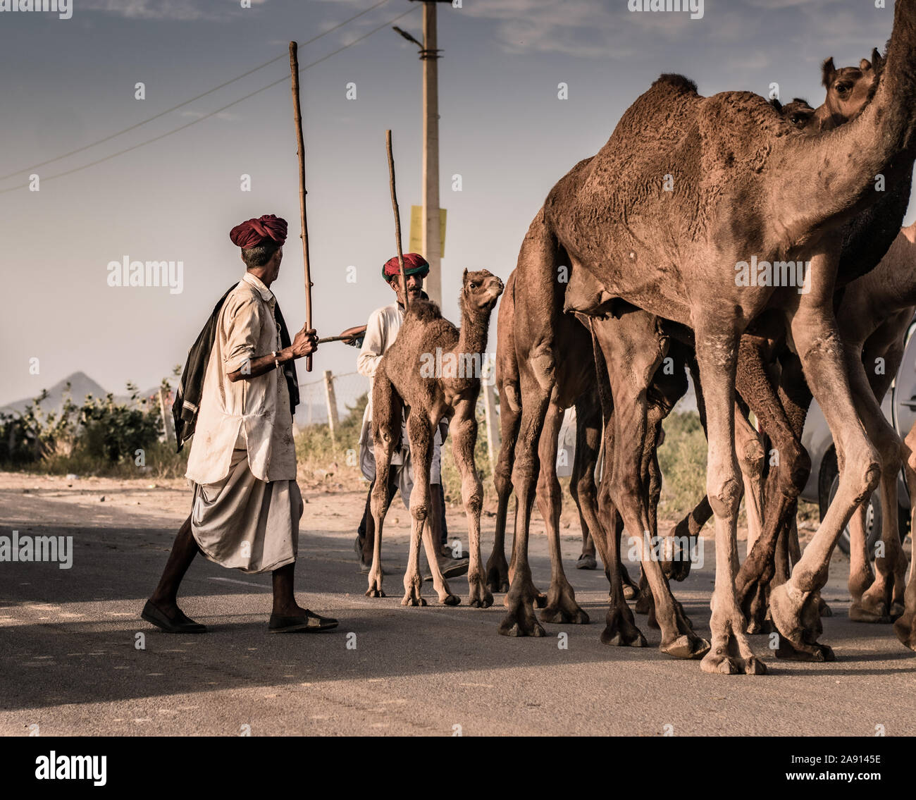 Kamelhändler, die mit seiner Karawane aus dem Wüstenwald zur jährlichen Kamelmesse in Puschkar, Rajasthan, zurückkehren. Stockfoto