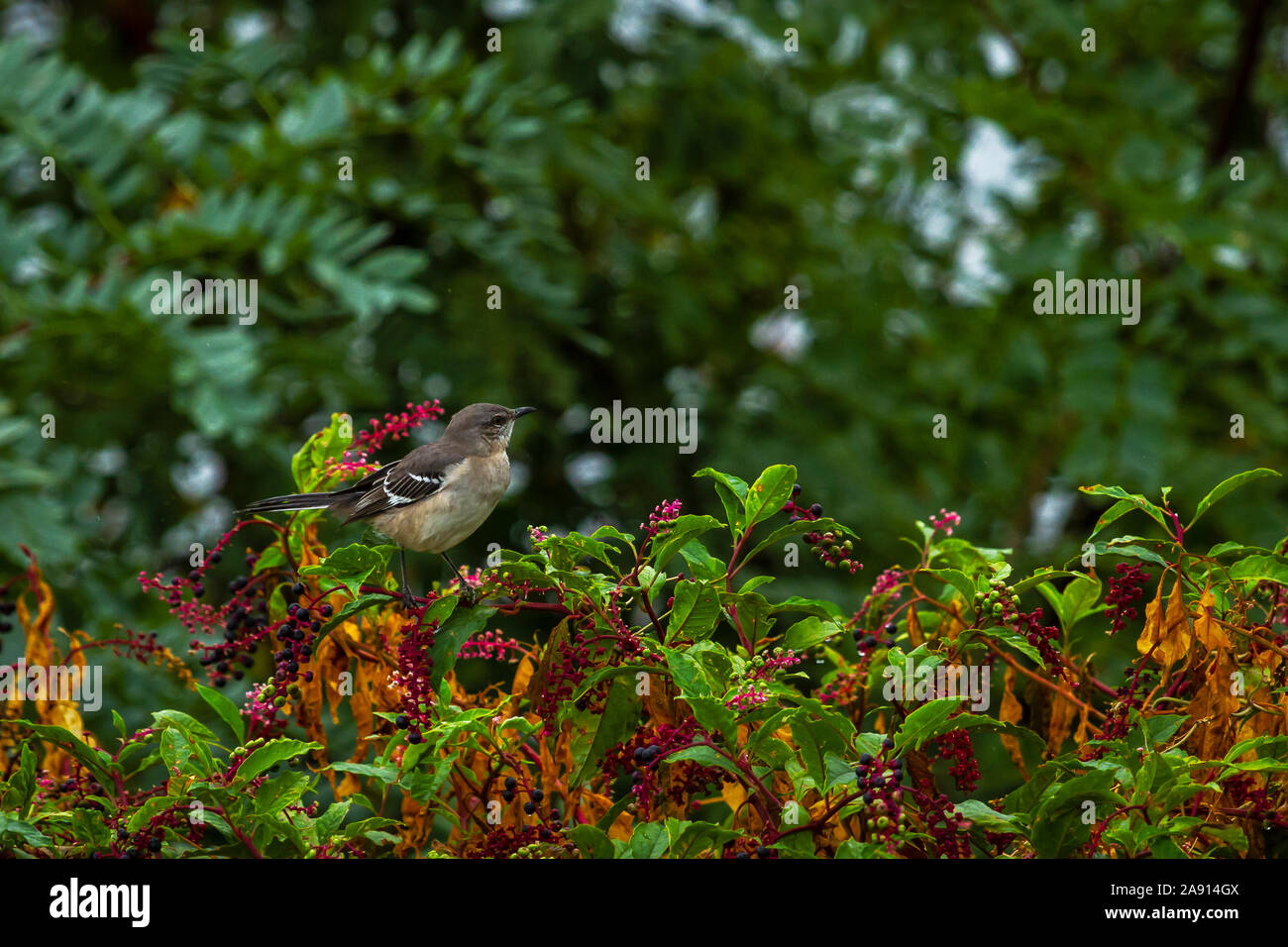 Northern Mockingbird. Stockfoto Northern Mockingbird. Stockfoto