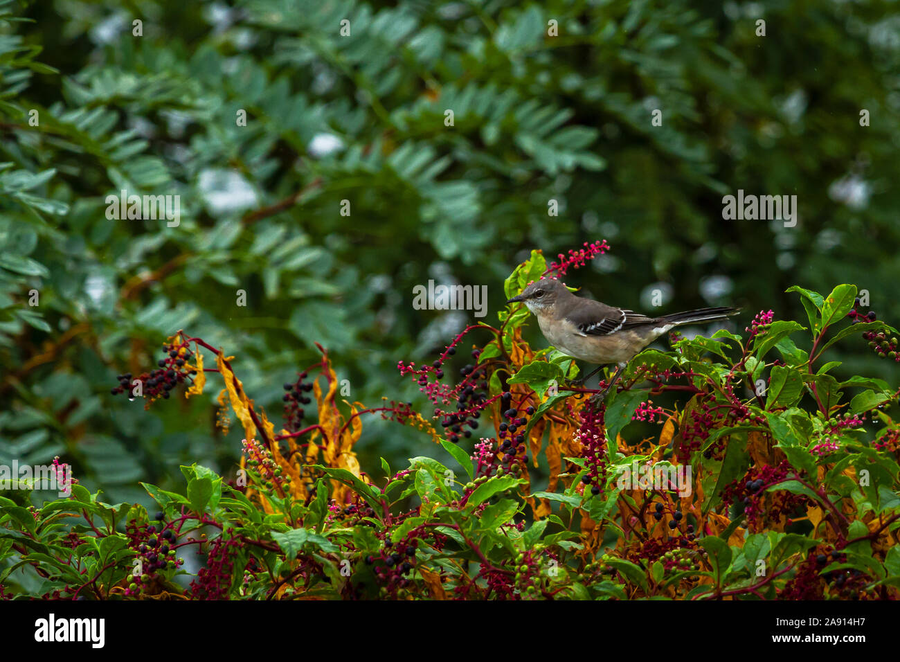 Northern Mockingbird. Stockfoto