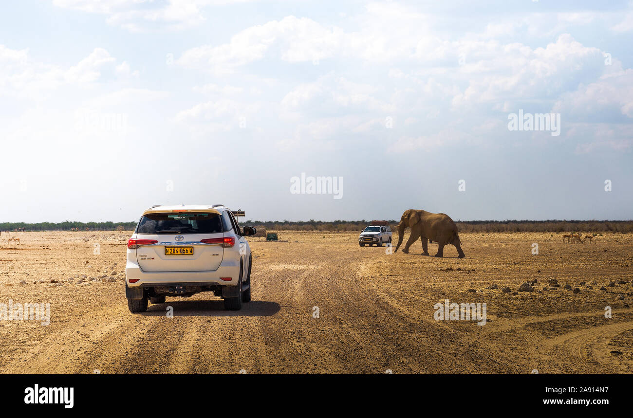 Großen afrikanischen Elefanten über eine Schotterstraße in Etosha National Park, Namibia Stockfoto