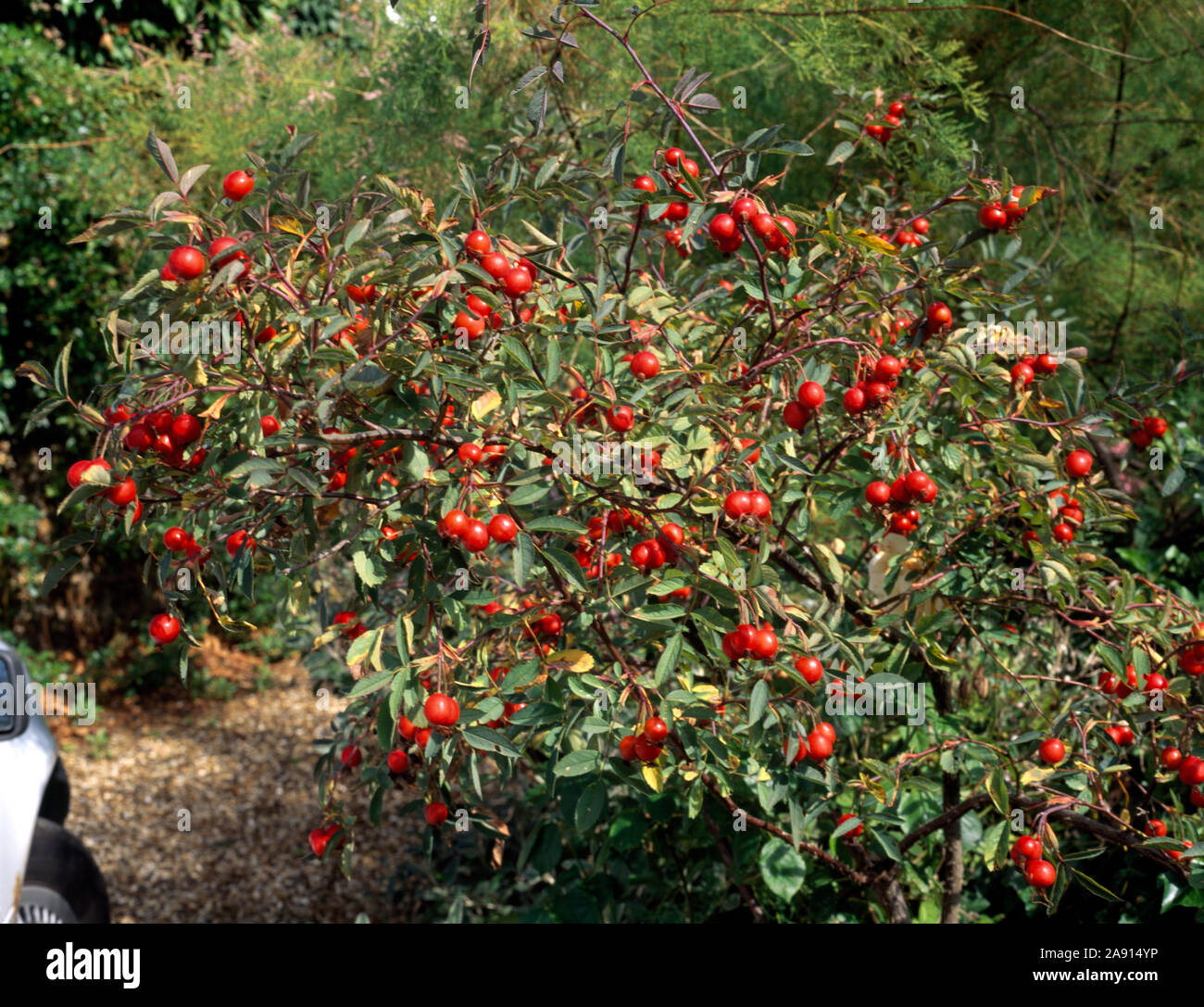 Nahaufnahme der Garten pflanzen UK Stockfoto