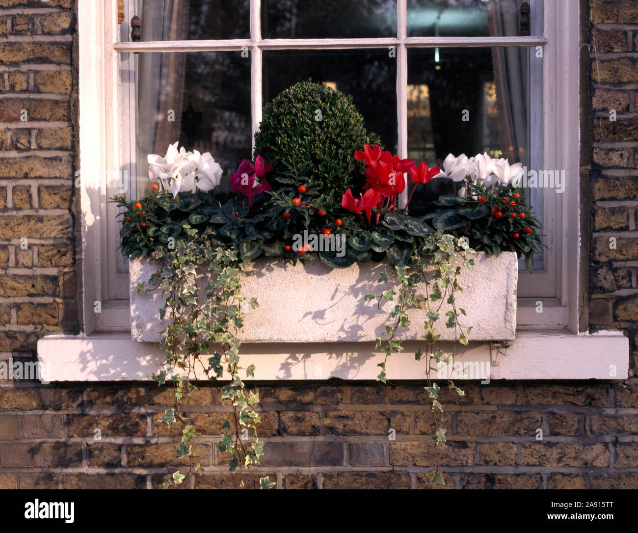 In der Nähe von weißen und roten Cyclamen mit Zwerg im weißen Fenster Stockfoto