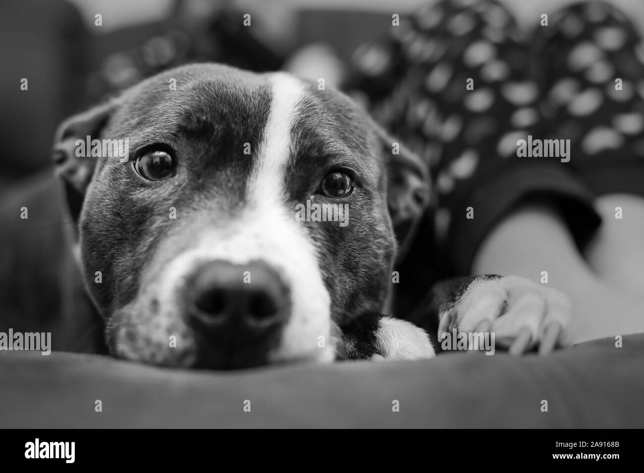 Portrait eines Hundes Staffordshire Bull Terrier Hund Ausdrücke schwarz-weiß Foto mit geringer Tiefenschärfe Stockfoto